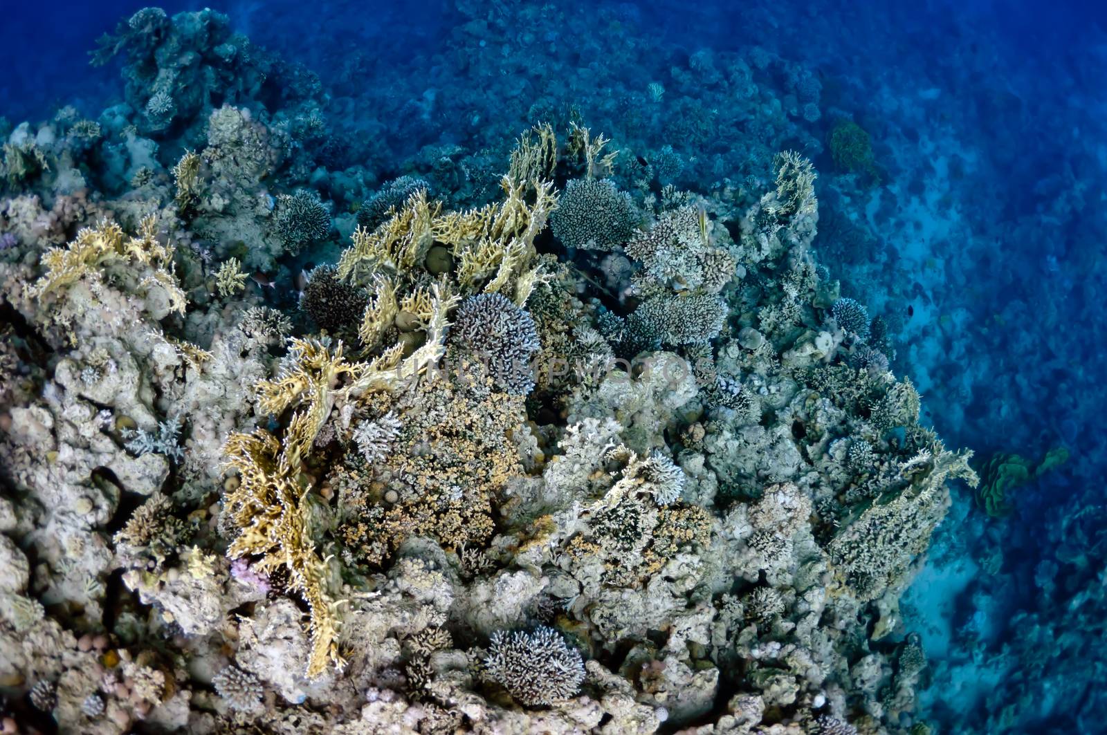 The picture shows the Red Sea coral reef near the city of Dahab, Egypt. There are different types of corals and fishes there.