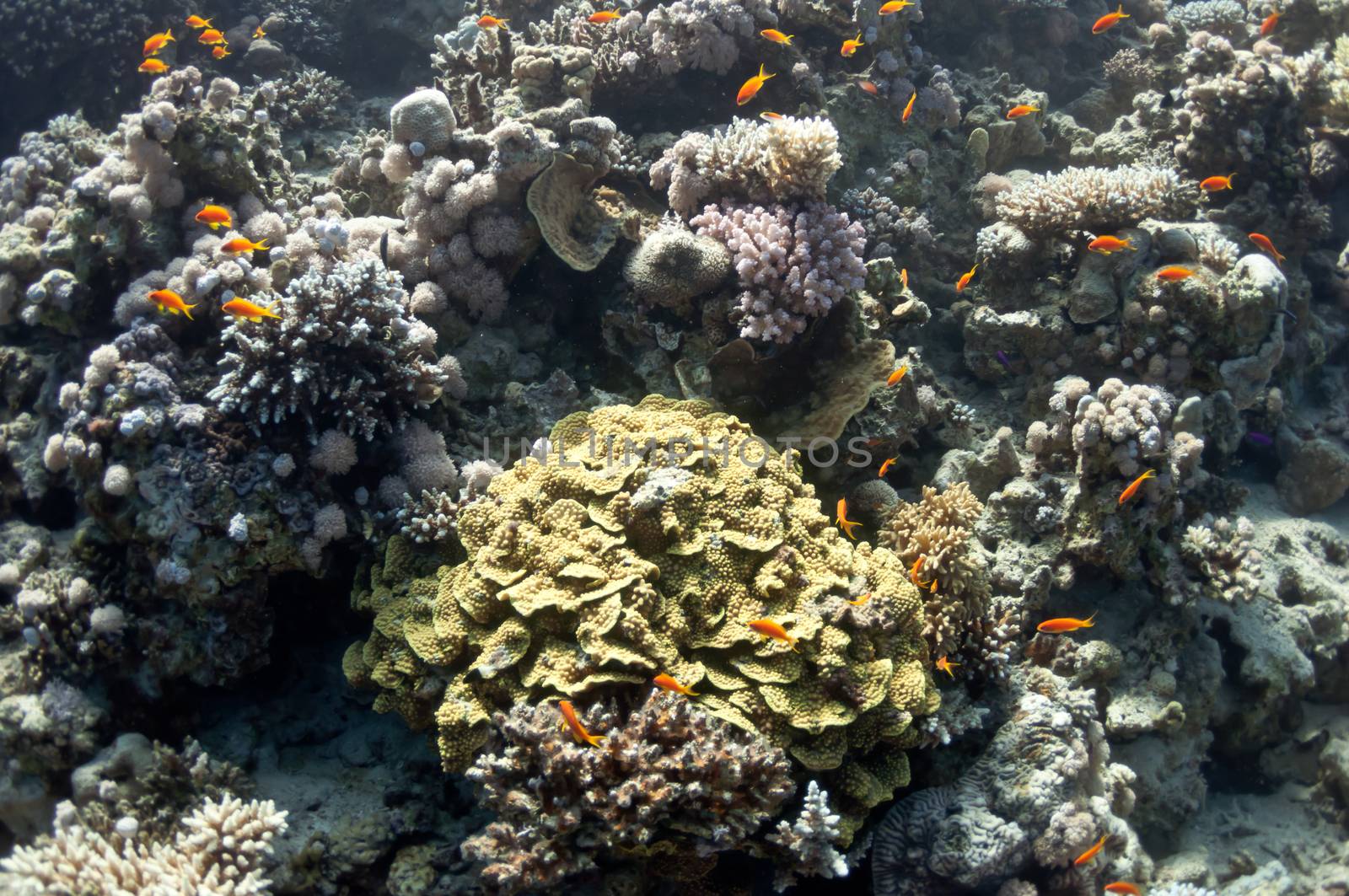 The picture shows the Red Sea coral reef near the city of Dahab, Egypt. There are different types of corals and fishes there.