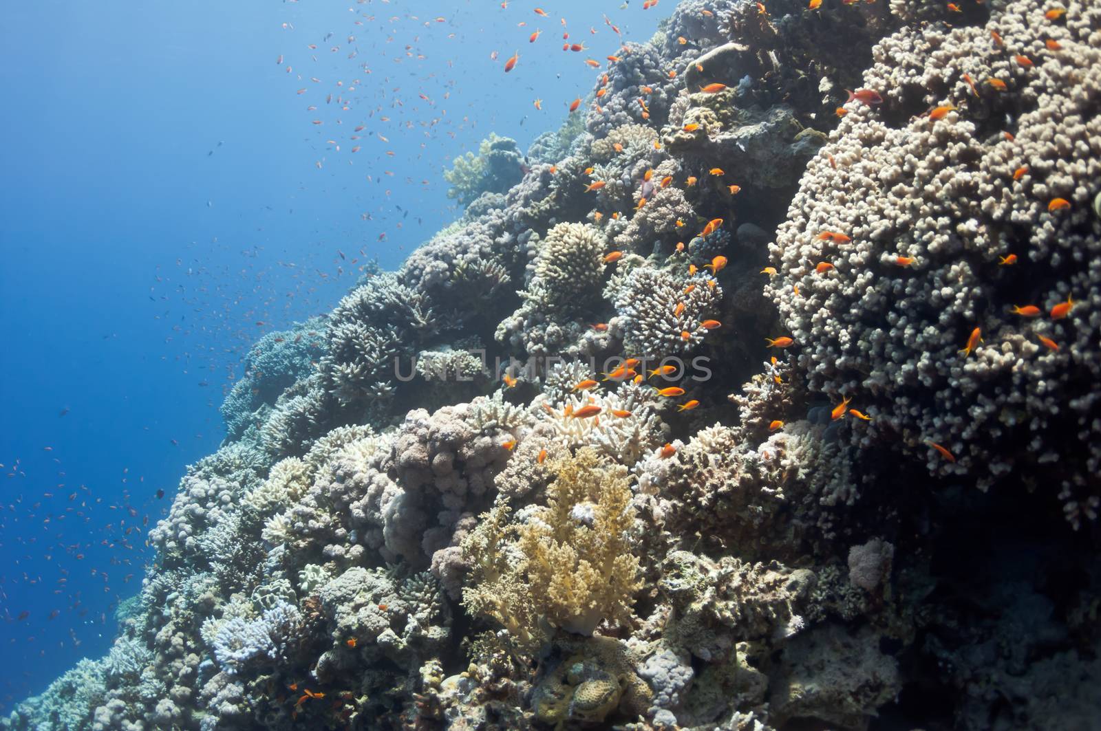 The picture shows the Red Sea coral reef near the city of Dahab, Egypt. There are different types of corals and fishes there.