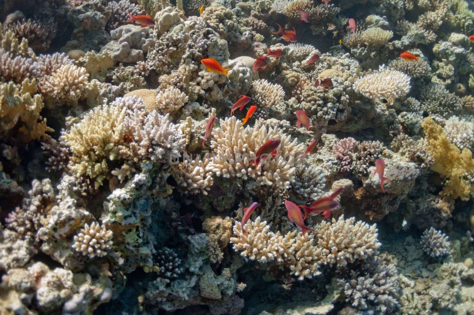 The picture shows the Red Sea coral reef near the city of Dahab, Egypt. There are different types of corals and fishes there.