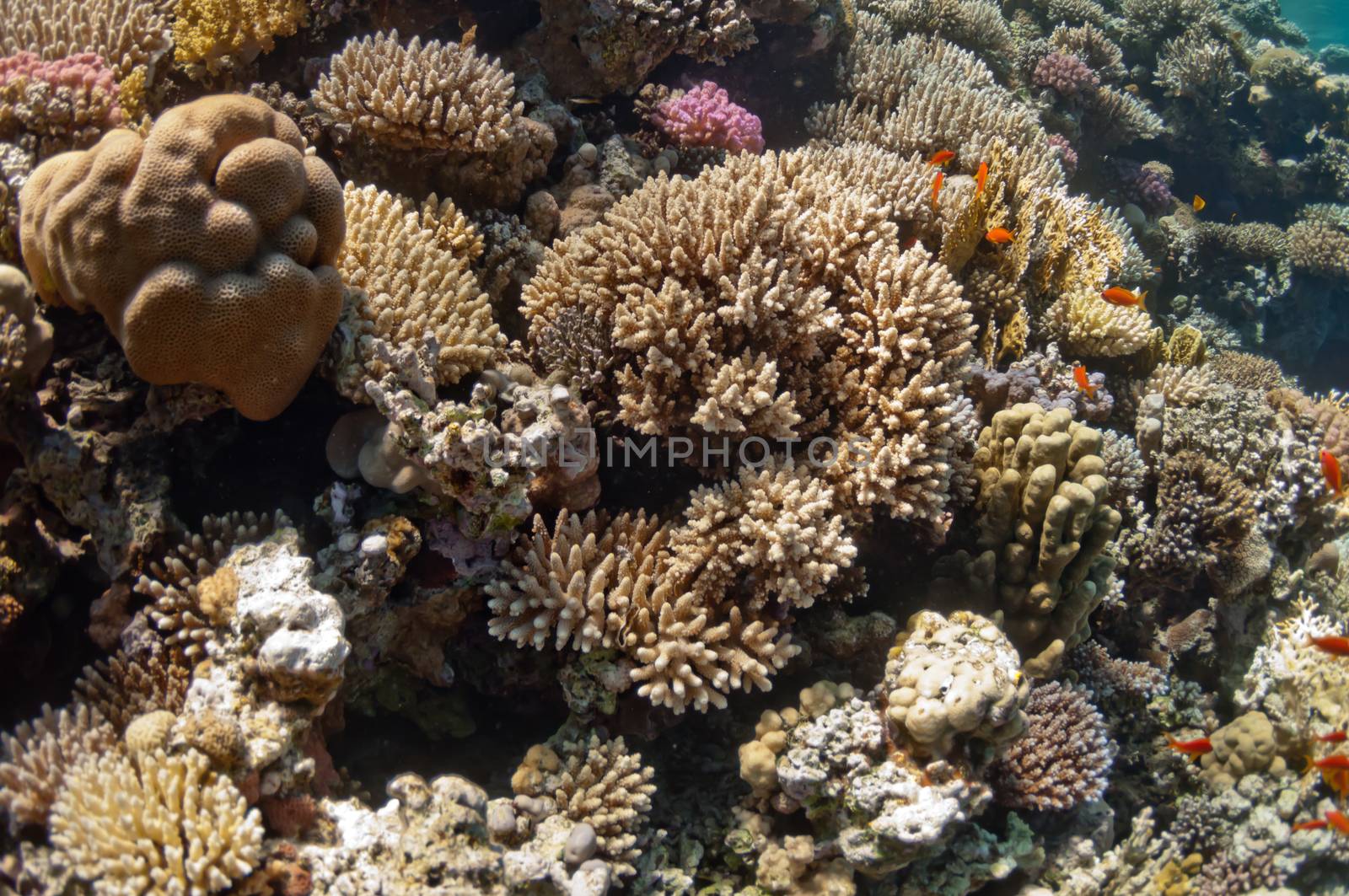 The picture shows the Red Sea coral reef near the city of Dahab, Egypt. There are different types of corals and fishes there.