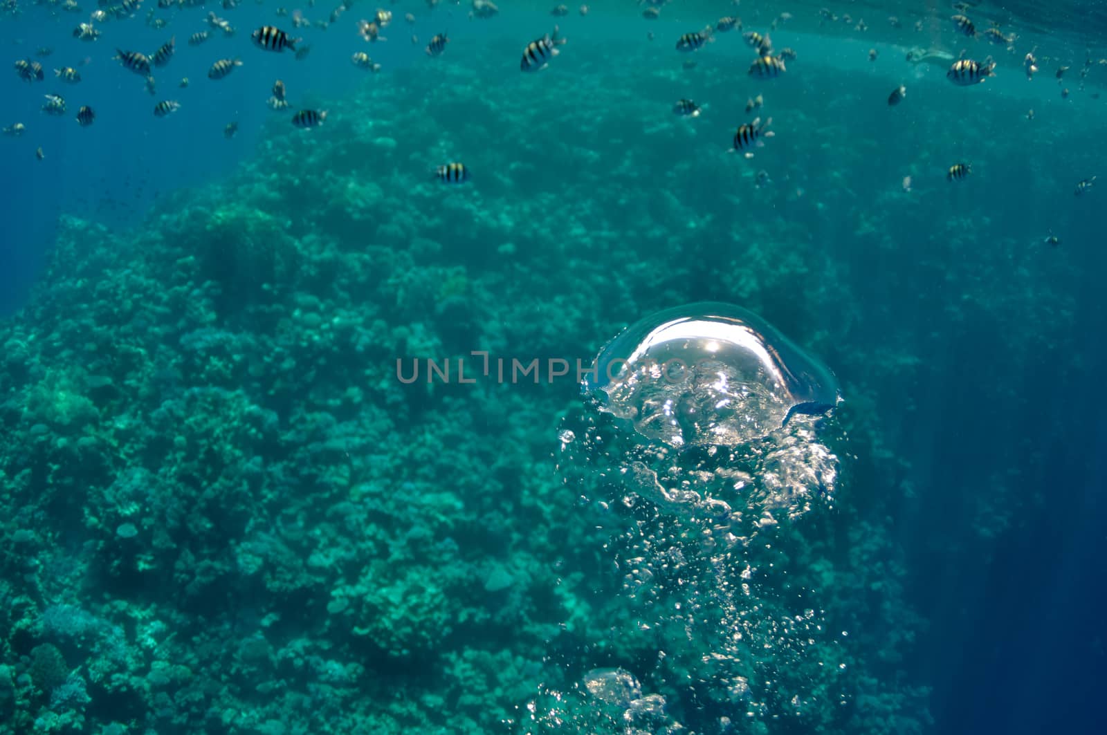 The picture shows underwater bubbles which raise from the depth of blue sea