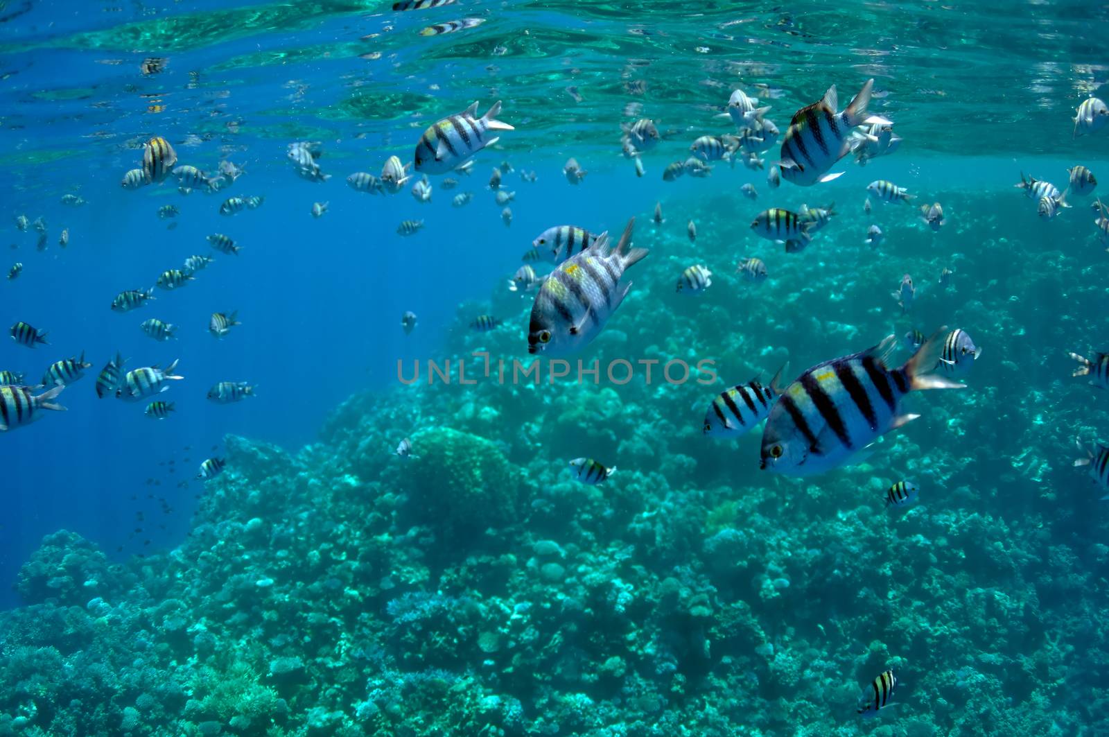 The picture shows a lot of abudefduf fishes, swimming around coral reef, in the water of Red Sea, Egypt, near Dahab town.