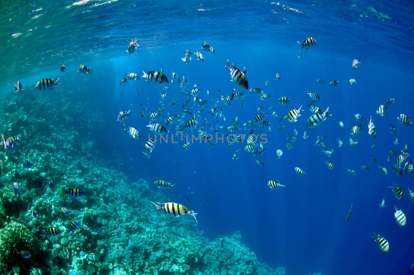 The picture shows a lot of abudefduf fishes, swimming around coral reef, in the water of Red Sea, Egypt, near Dahab town.