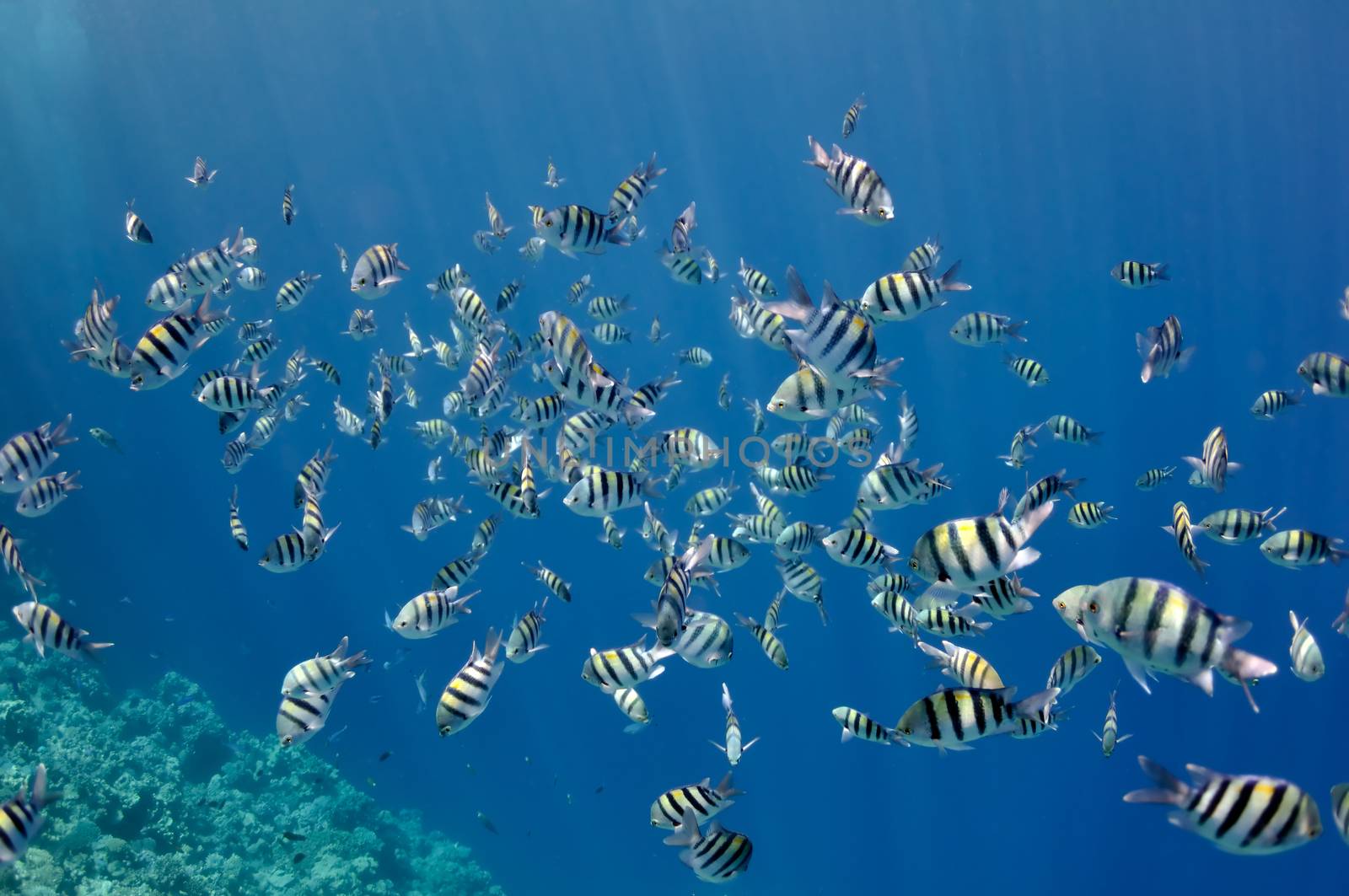 The picture shows a lot of abudefduf fishes, swimming around coral reef, in the water of Red Sea, Egypt, near Dahab town.