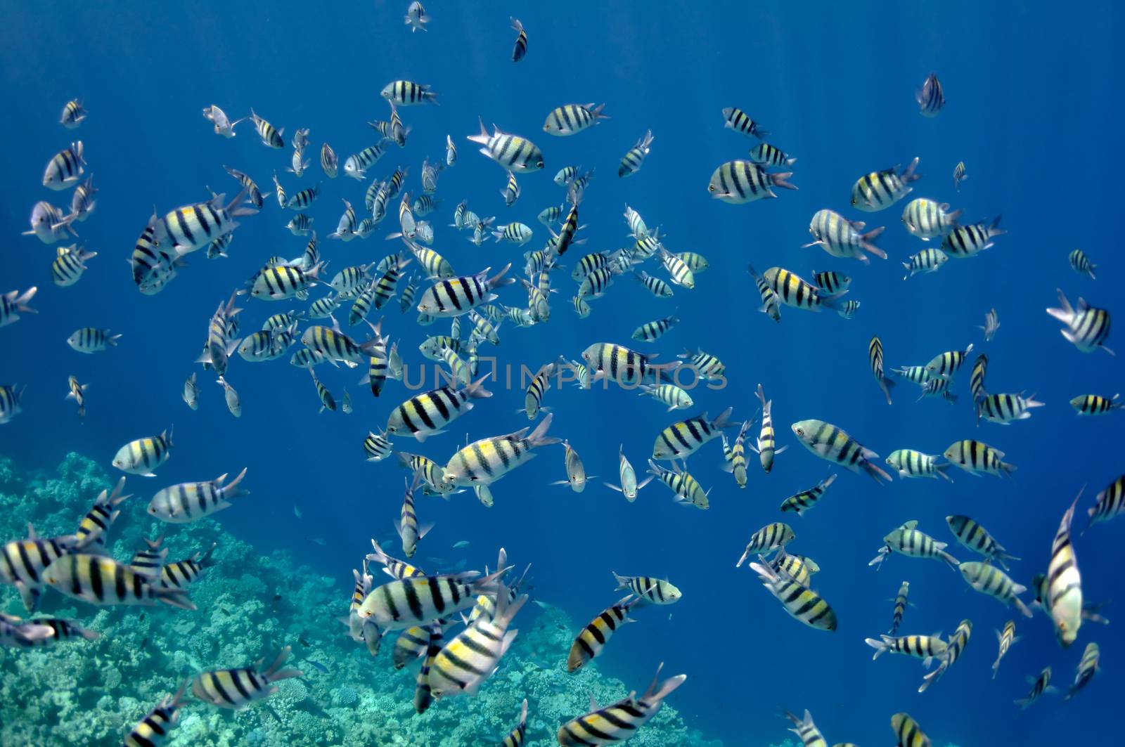 Coral reef and fishes at the Red Sea near Dahab town by nemo269