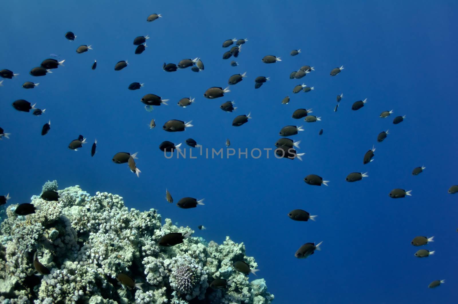 Coral reef and fishes at the Red Sea near Dahab town by nemo269