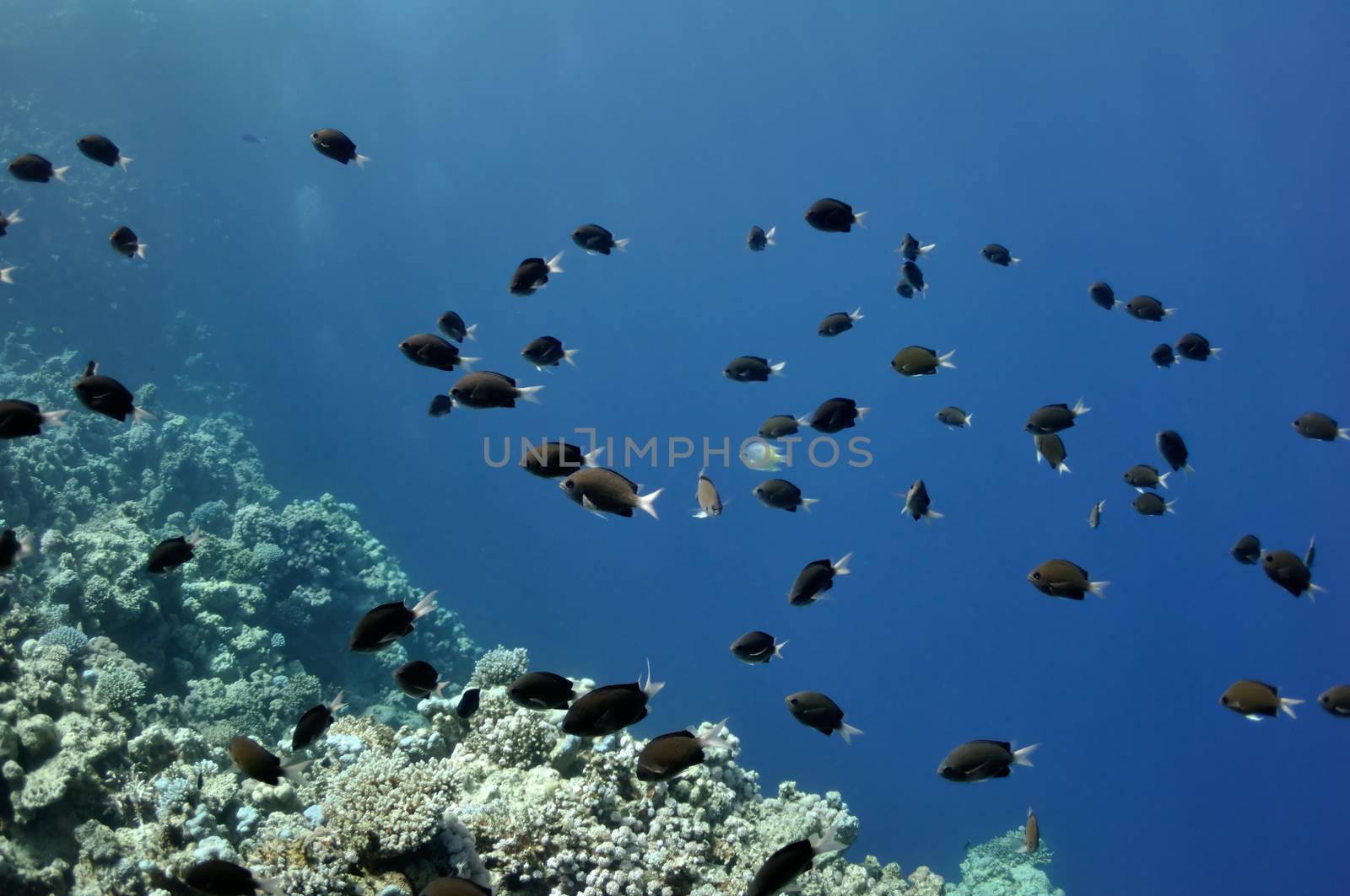 The picture shows a lot of fishes, swimming around coral reef, in the water of Red Sea, Egypt, near Dahab town.