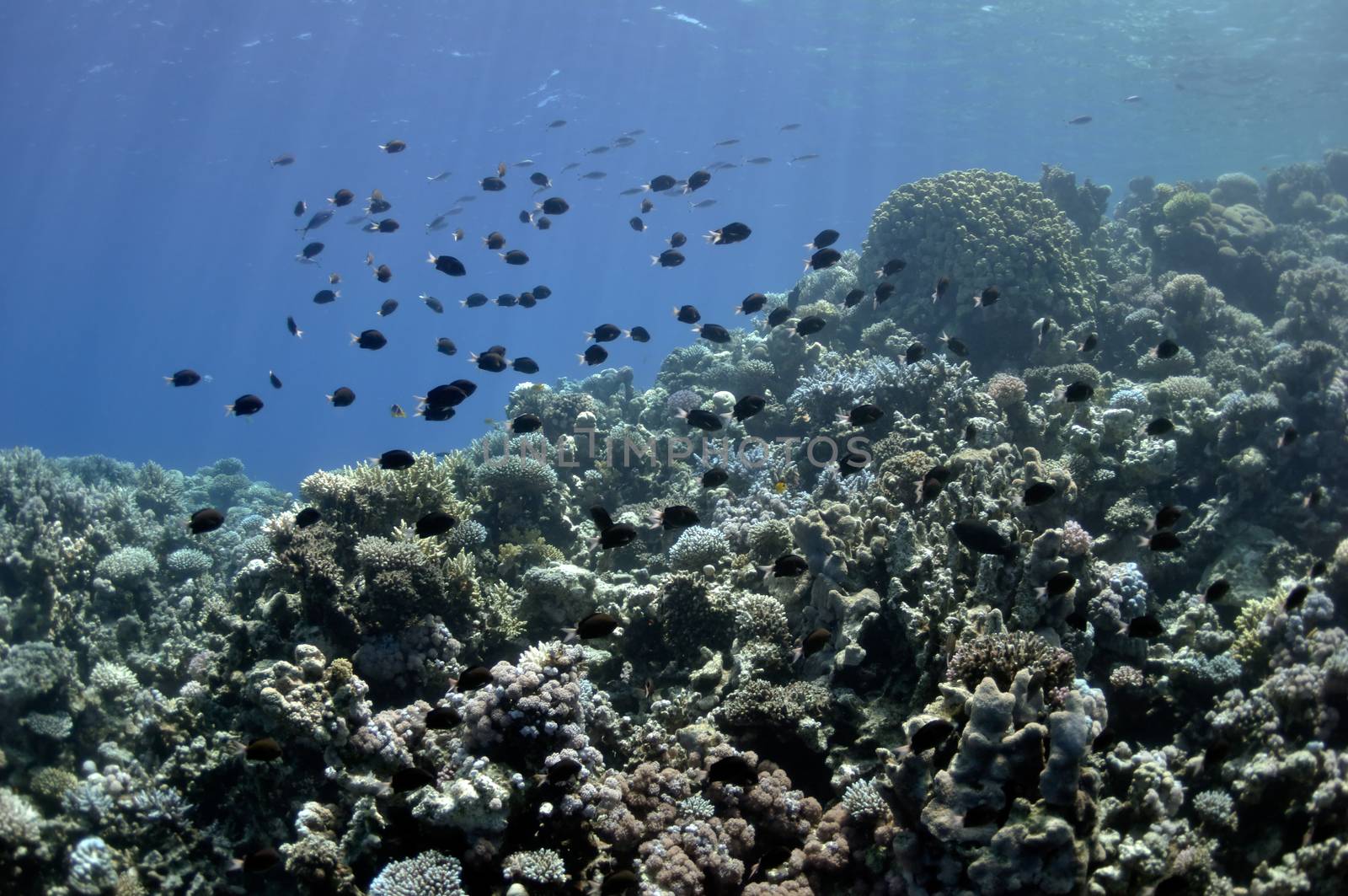 Coral reef and fishes at the Red Sea near Dahab town by nemo269