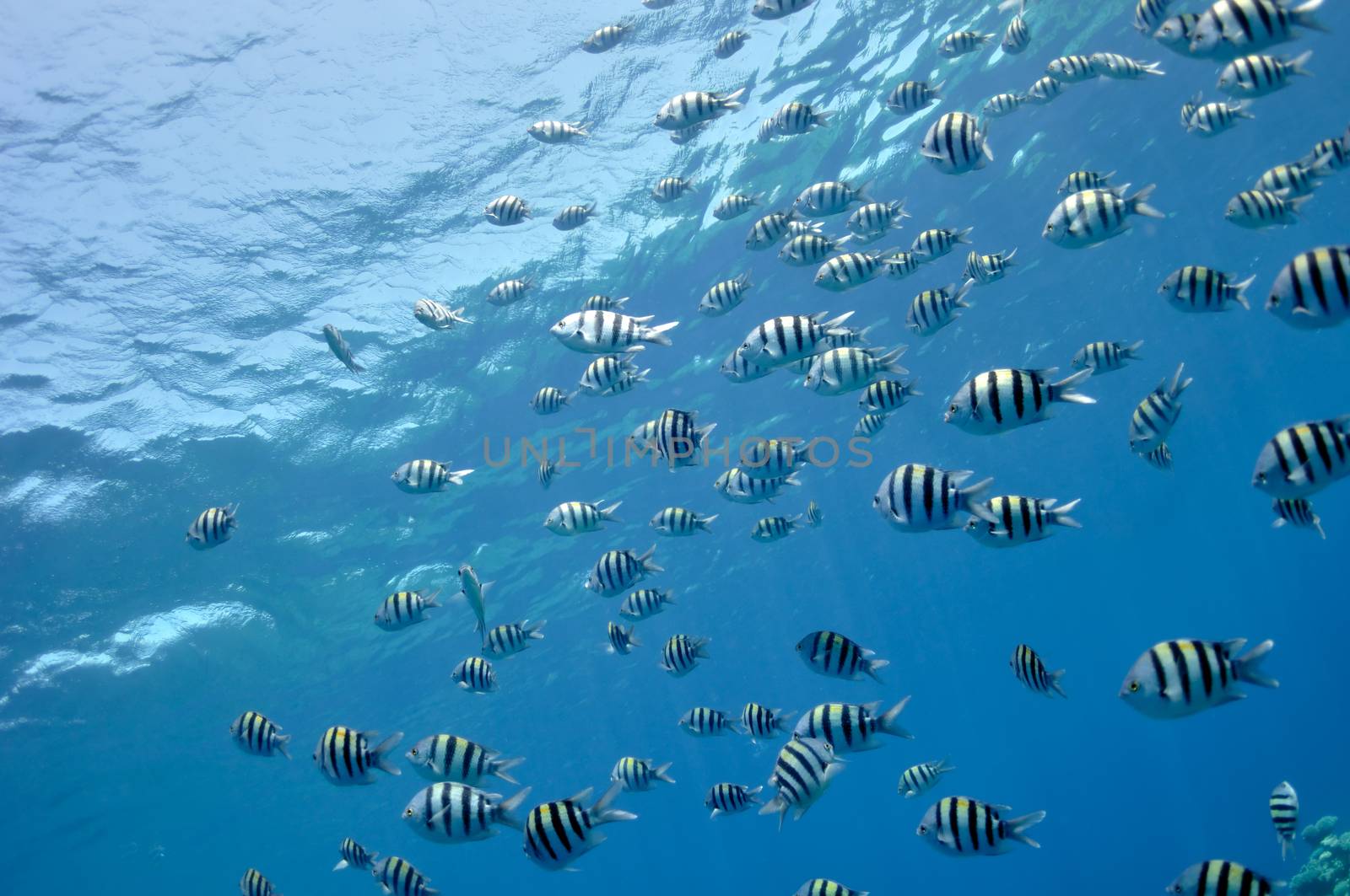 The picture shows a lot of pomacentridae fishes swimming in the depth of Red Sea,Egypt,near Dahab town
