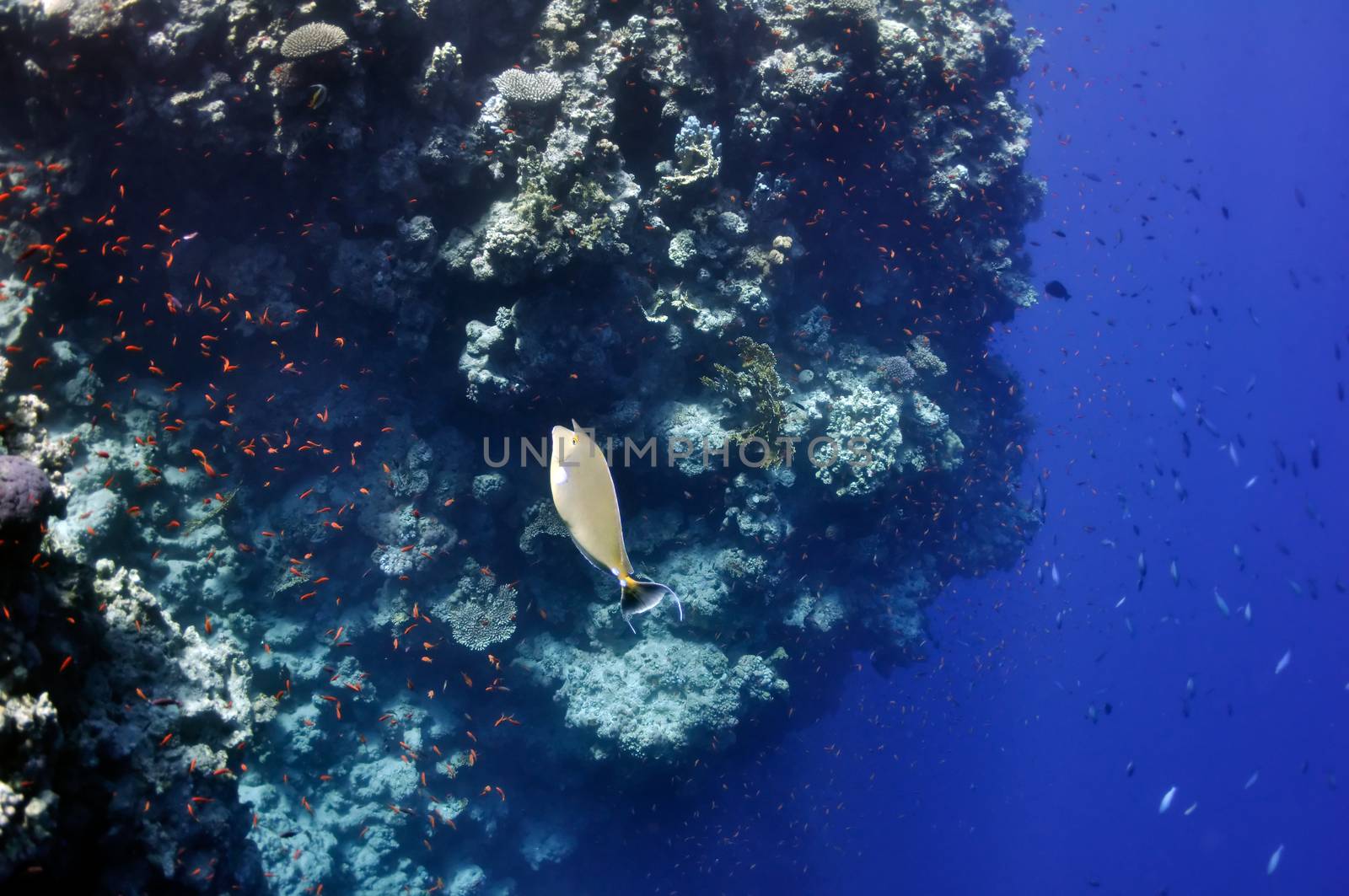 Coral reef and surgeon (?) fish at the Red Sea near Dahab town by nemo269