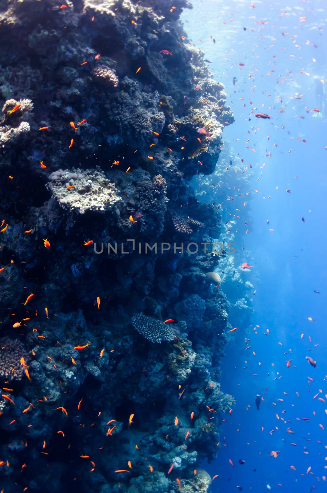 The picture shows the Red Sea coral reef near the city of Dahab, Egypt. There are different types of corals and fishes there.