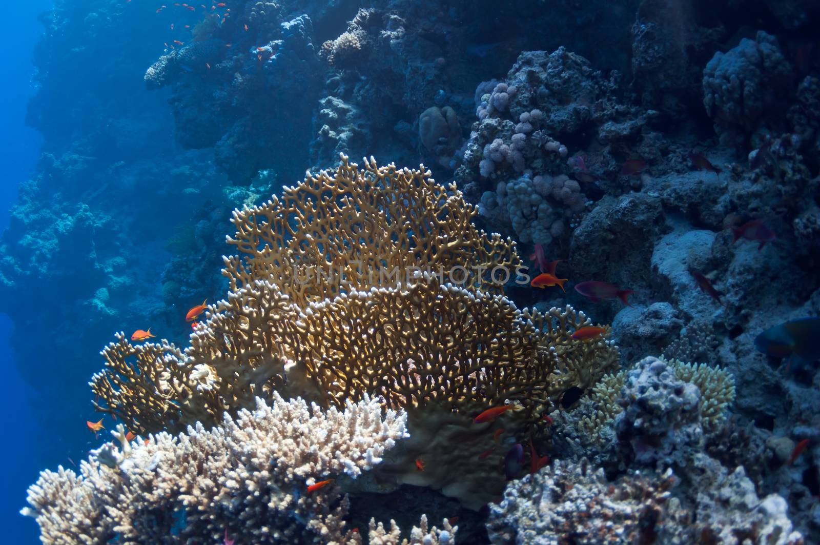 The picture shows the Red Sea coral reef near the city of Dahab, Egypt. There are different types of corals and fishes there.