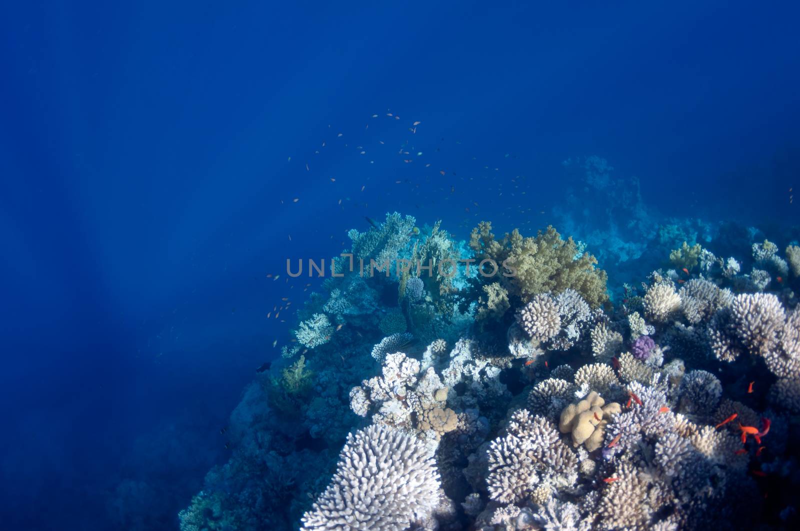 The picture shows the Red Sea coral reef near the city of Dahab, Egypt. There are different types of corals and fishes there.