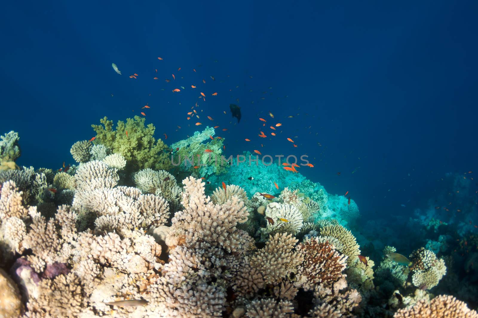 The picture shows the Red Sea coral reef near the city of Dahab, Egypt. There are different types of corals and fishes there.