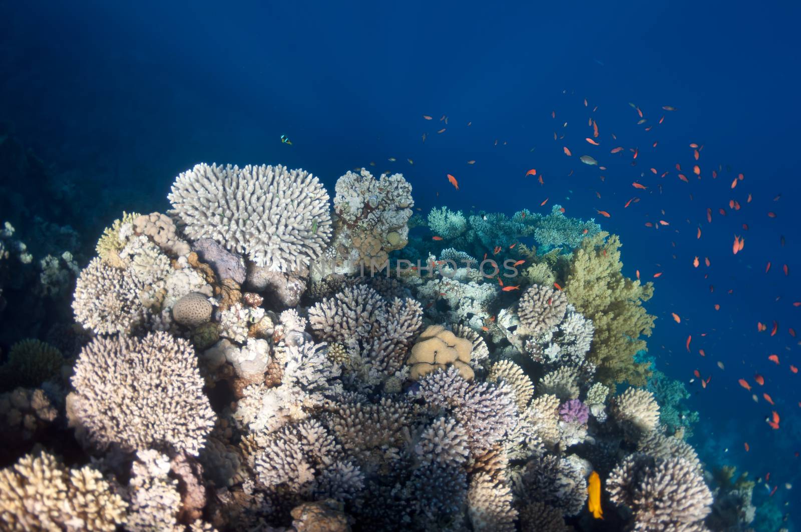 The picture shows the Red Sea coral reef near the city of Dahab, Egypt. There are different types of corals and fishes there.