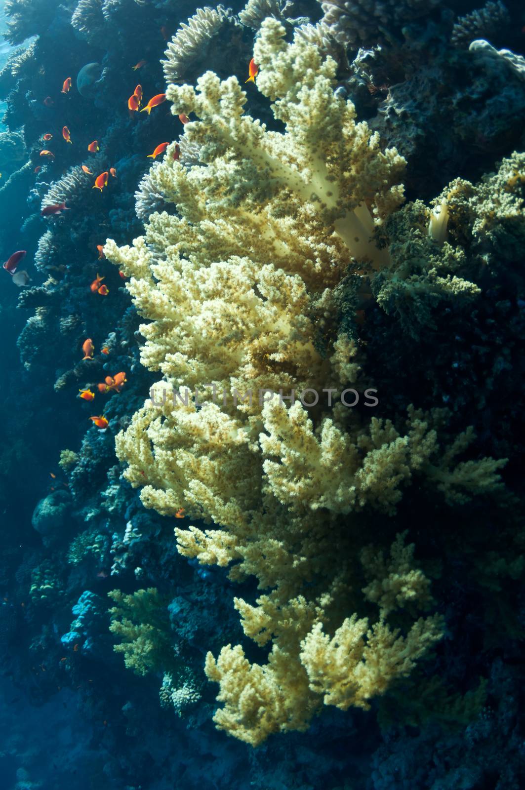 The picture shows the Red Sea coral reef near the city of Dahab, Egypt. There are different types of corals and fishes there.