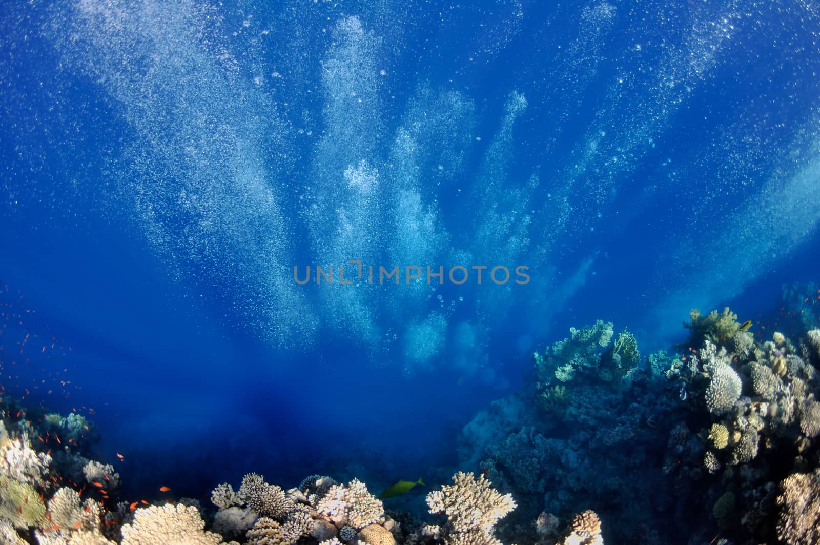 The picture shows underwater bubbles which raise from the depth of blue sea