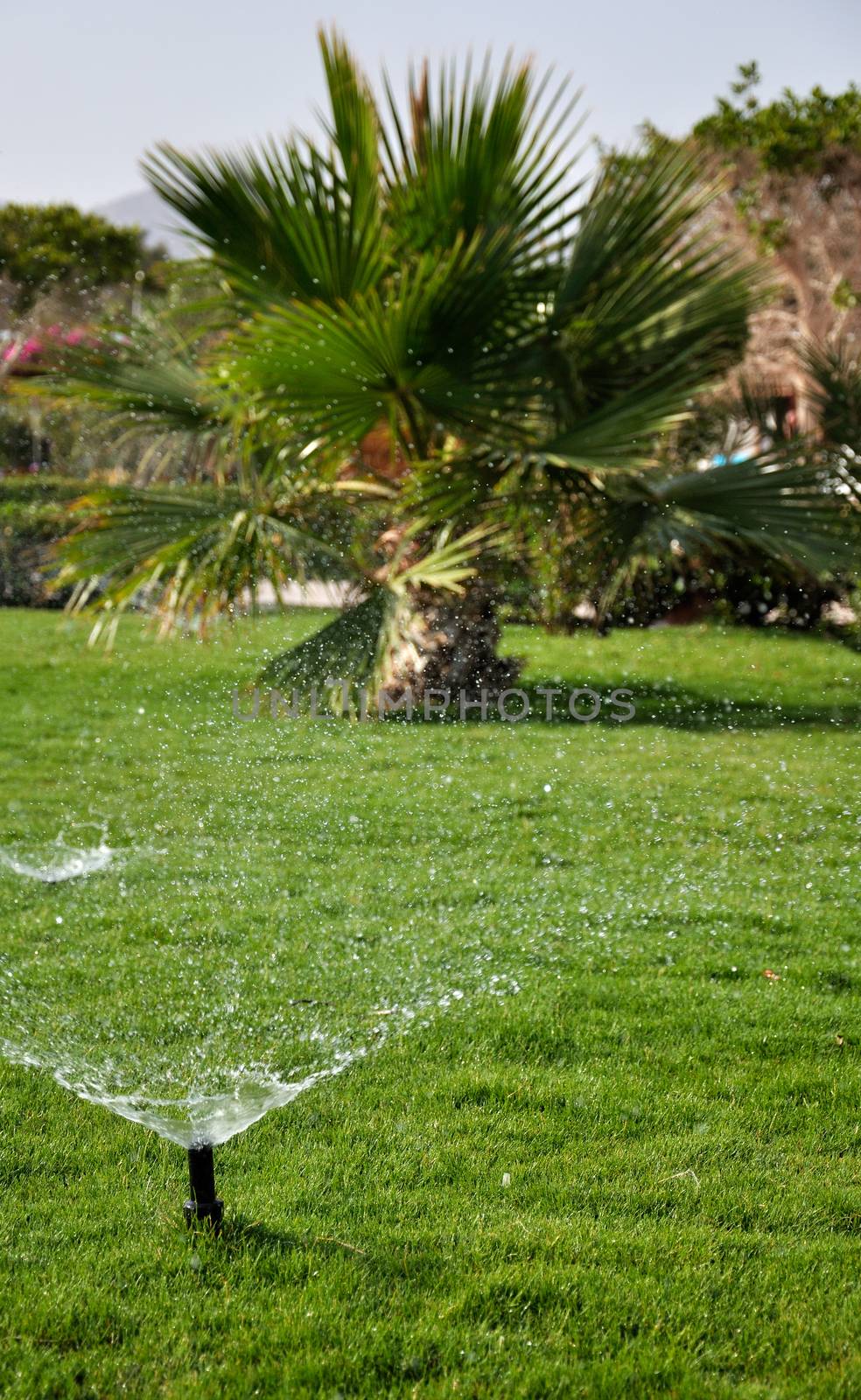 A lot of water drops on a poured green lawn and misty houses and mountains on the background