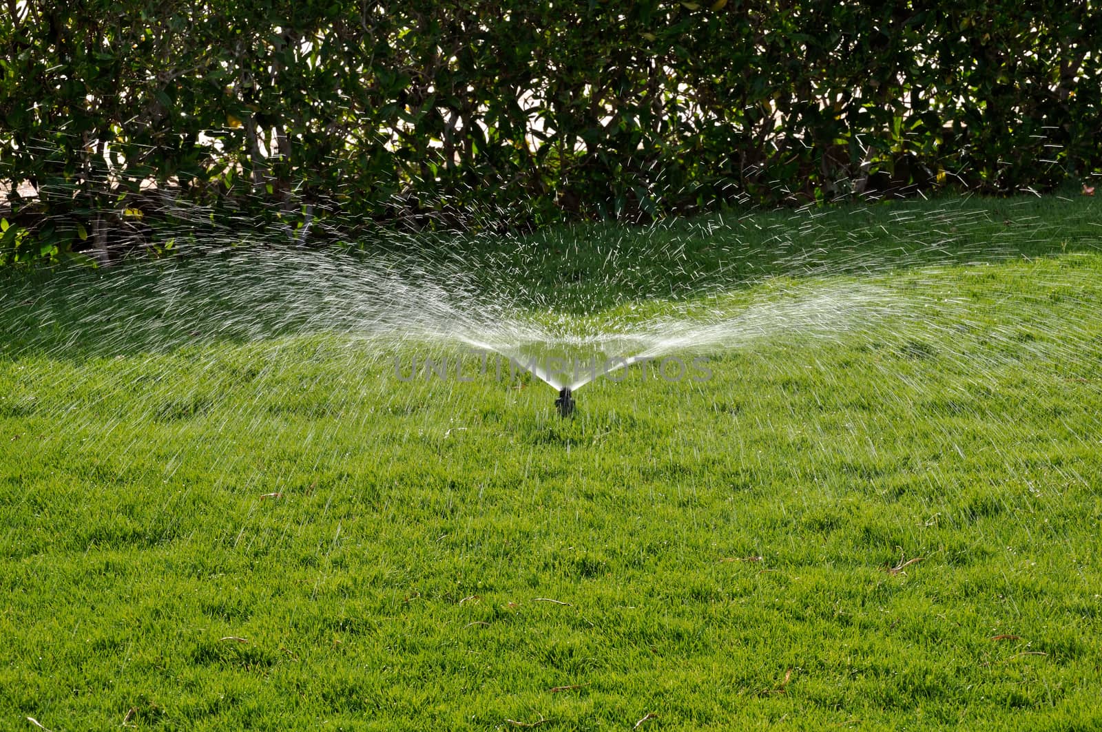 Sprayed water drops on a poured lawn by nemo269