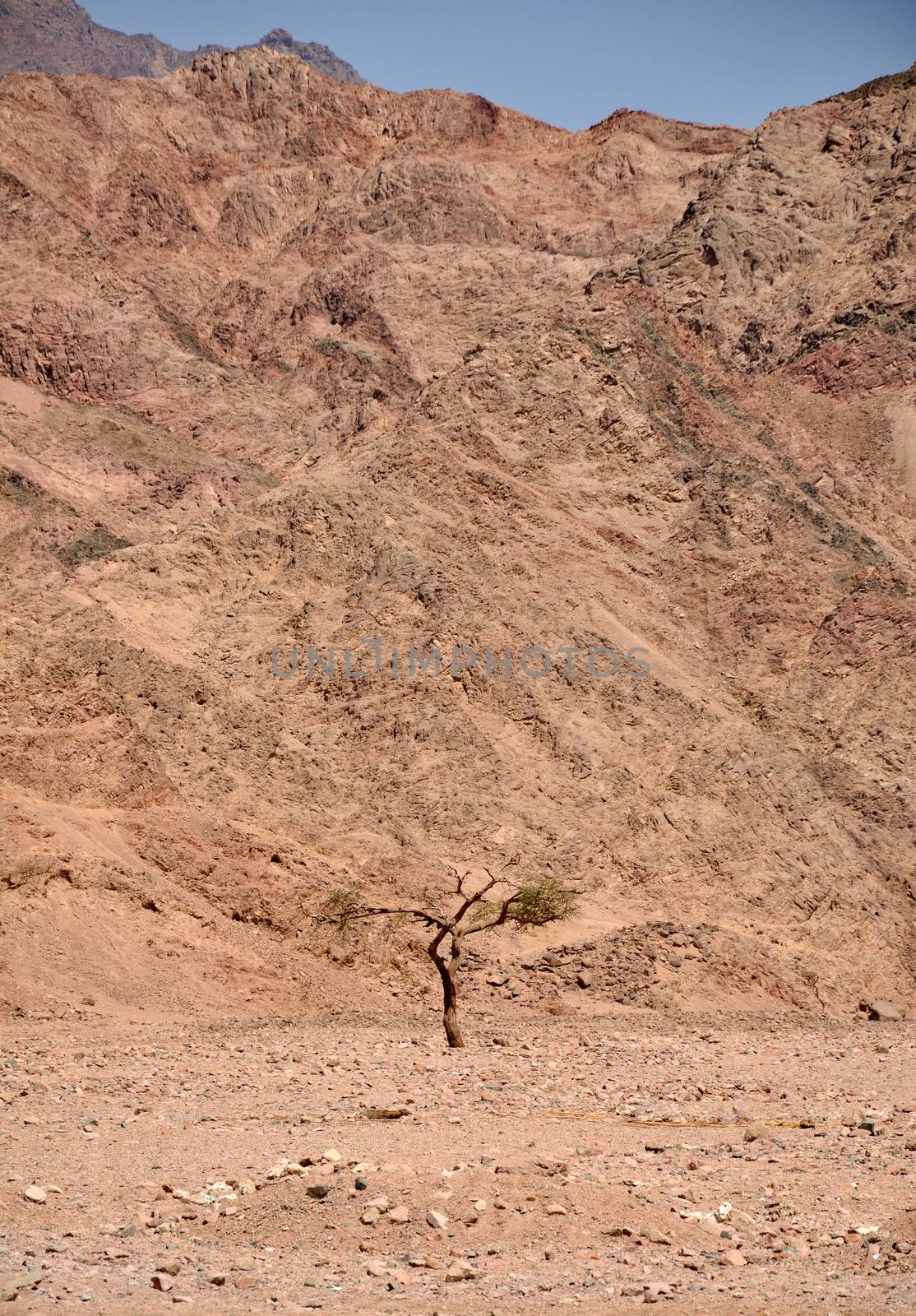 A lonely tree at Egyptian mountains and desert