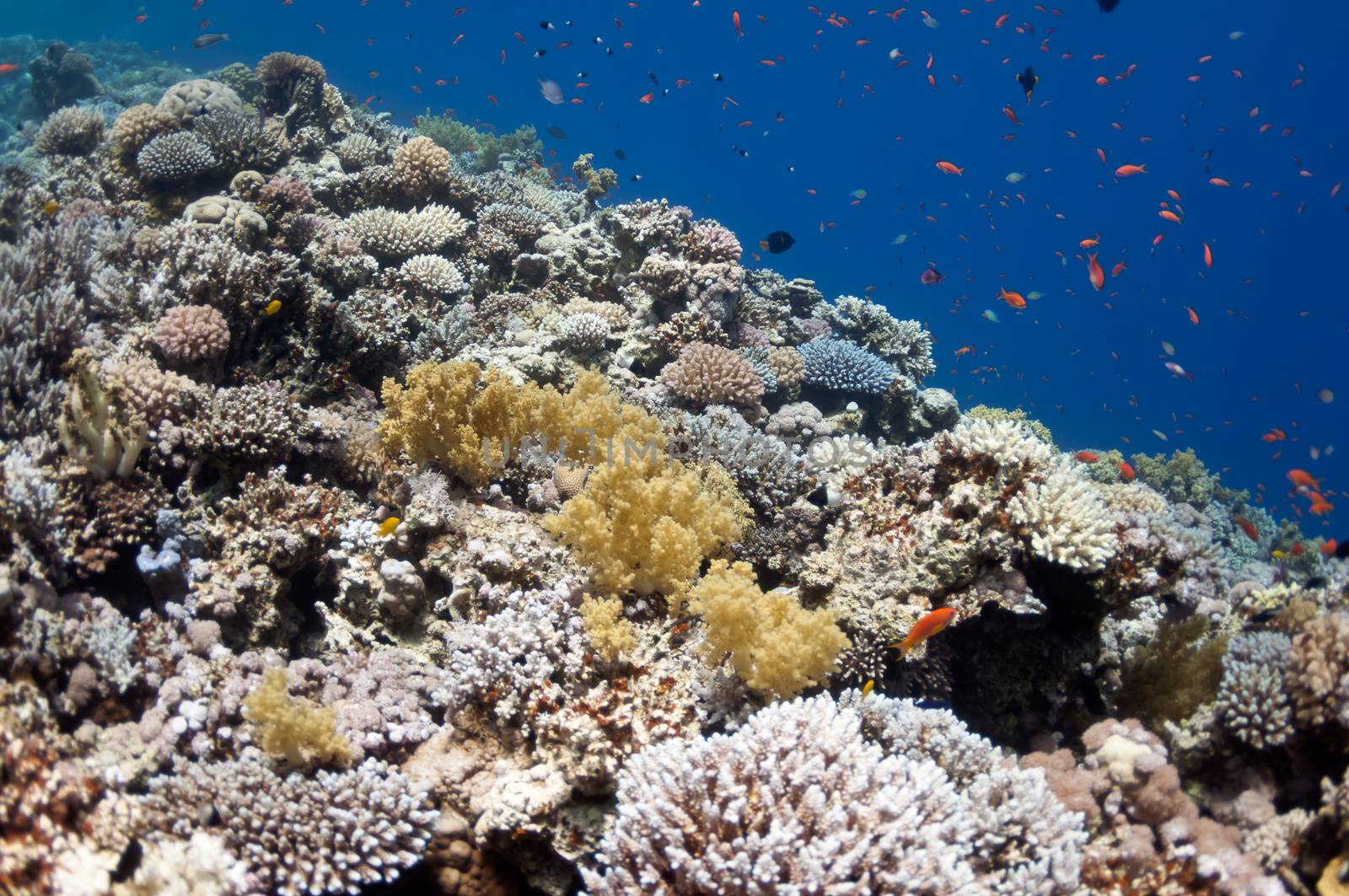 The picture shows the Red Sea coral reef near the city of Dahab, Egypt. There are different types of corals and fishes there.