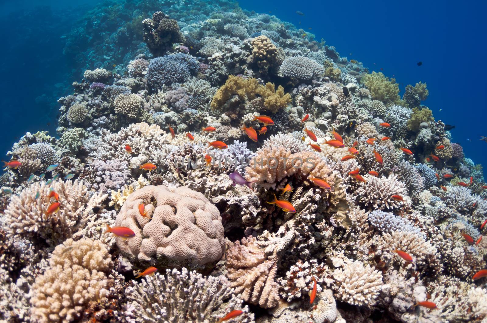 Beautiful coral reef near the Dahab city of Egypt by nemo269