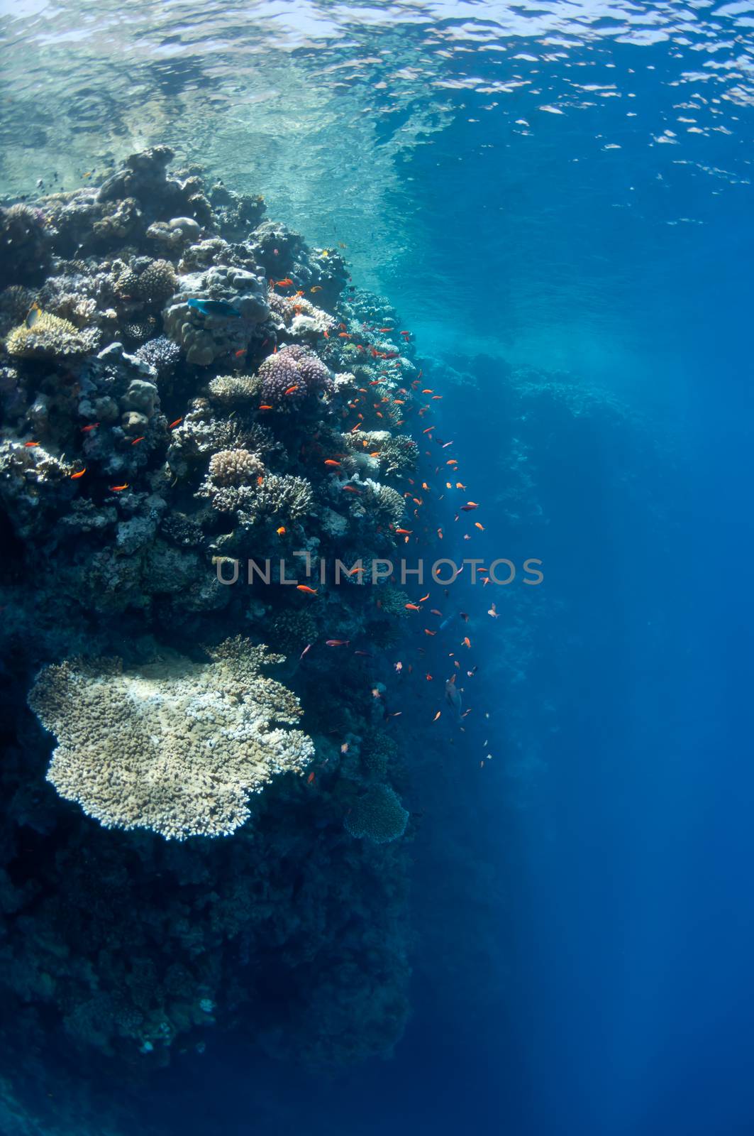 The picture shows the Red Sea coral reef near the city of Dahab, Egypt. There are different types of corals and fishes there.