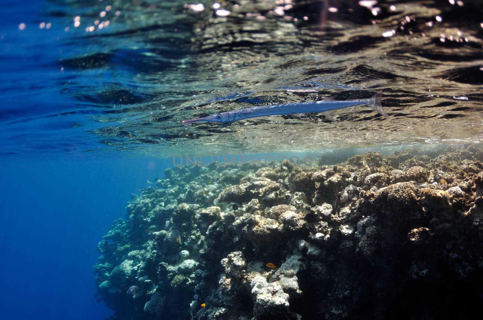 The picture shows whistle fish, swimming around coral reef, in the water of Red Sea, Egypt, near Dahab town.