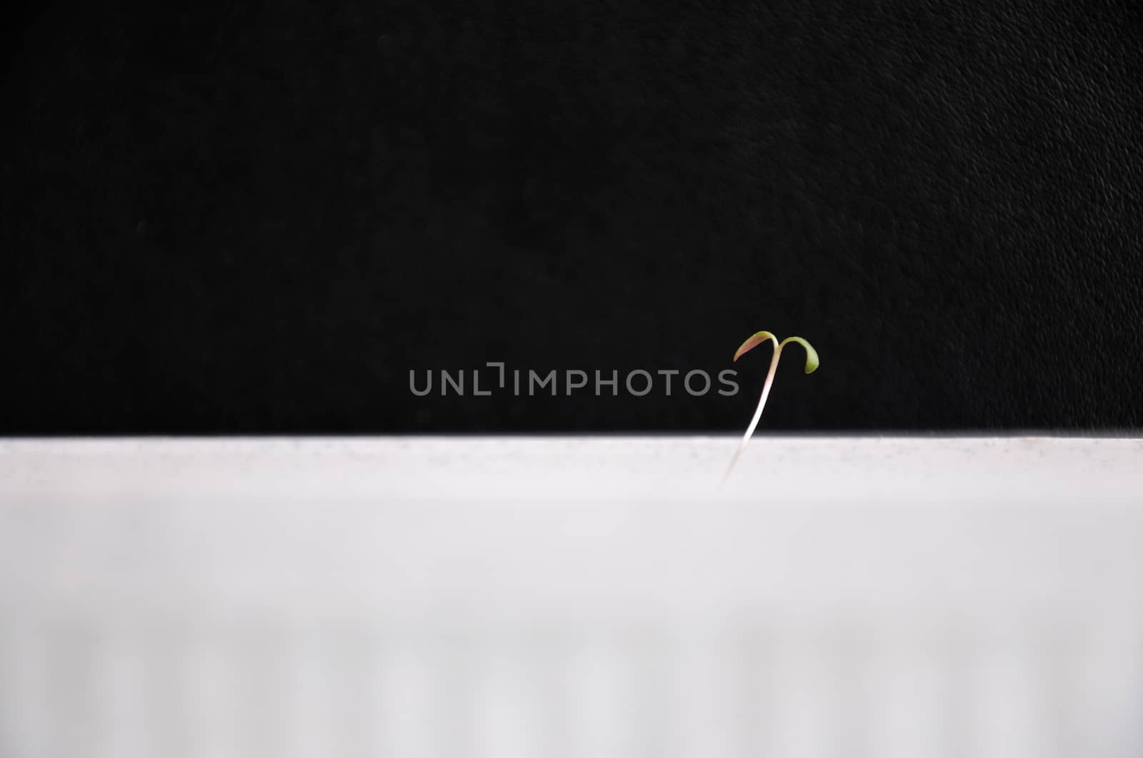 The picture of first small, fragile and delicate spring sprout on a black-white background