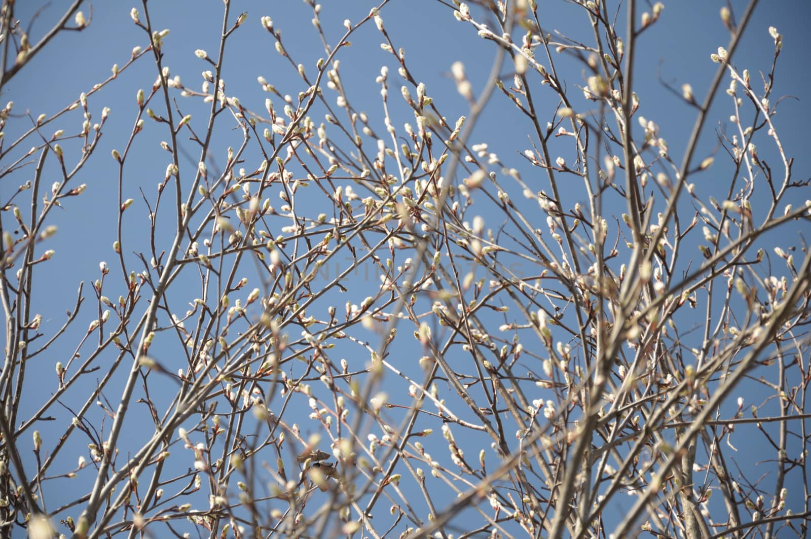 The small spring buds on the aldertree with the clear blue sky background