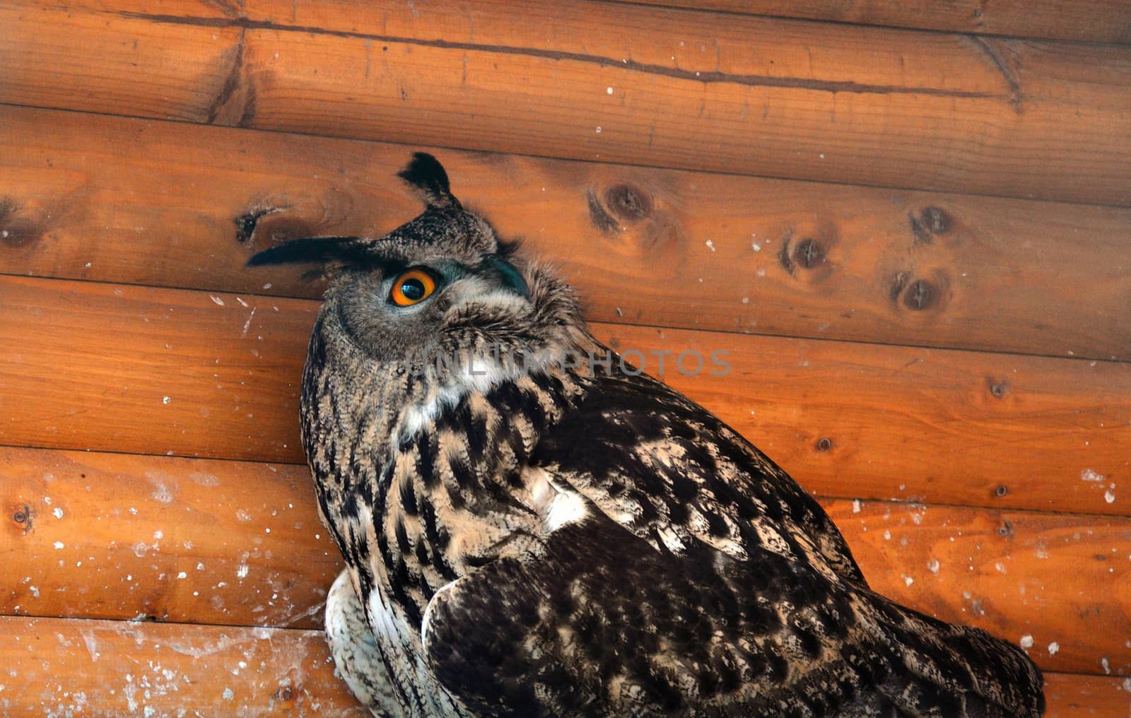 Close-up view of a funny-looking eagle owl under the wooden roof