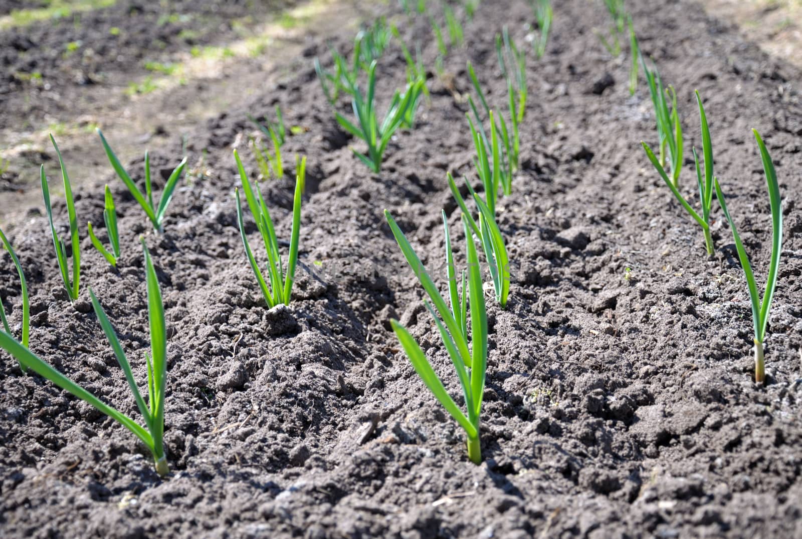 The raws of garlic planting are breaking through the spring ground