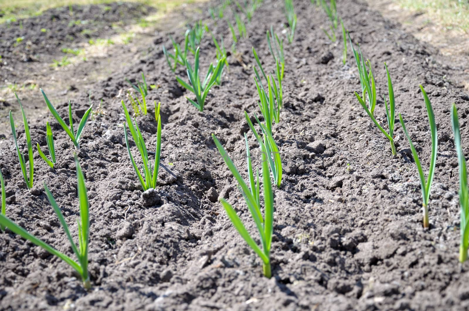 The raws of garlic planting are breaking through the spring ground