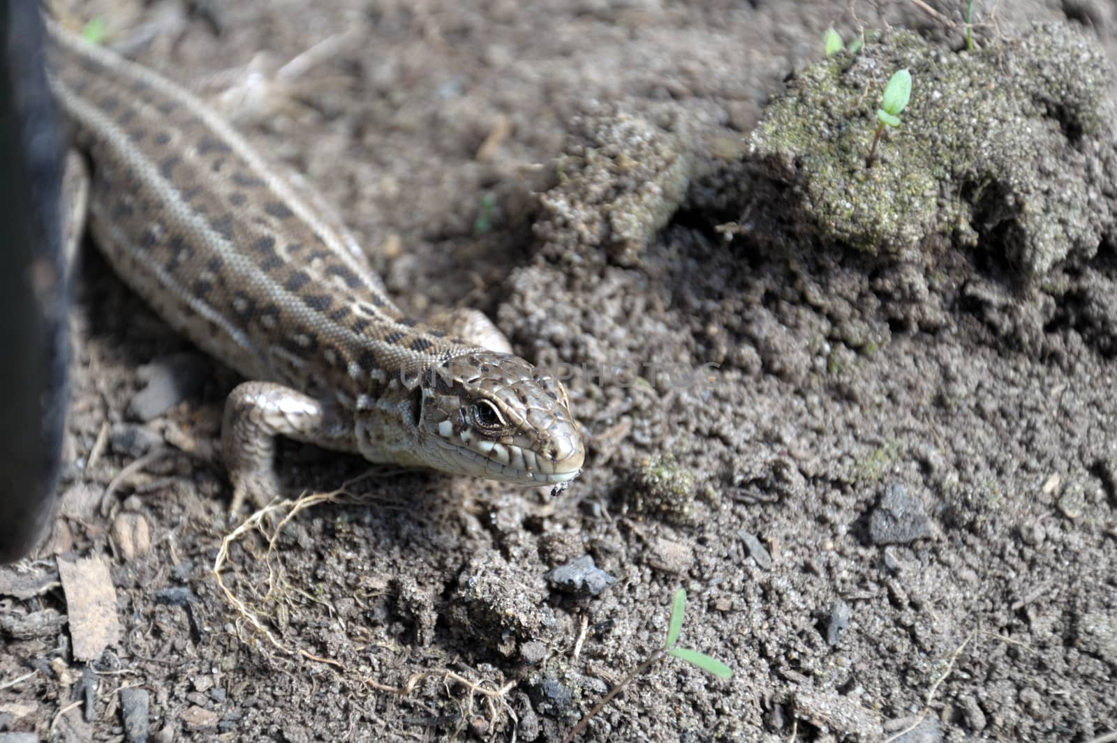 A small lizard on the ground in a natural scene