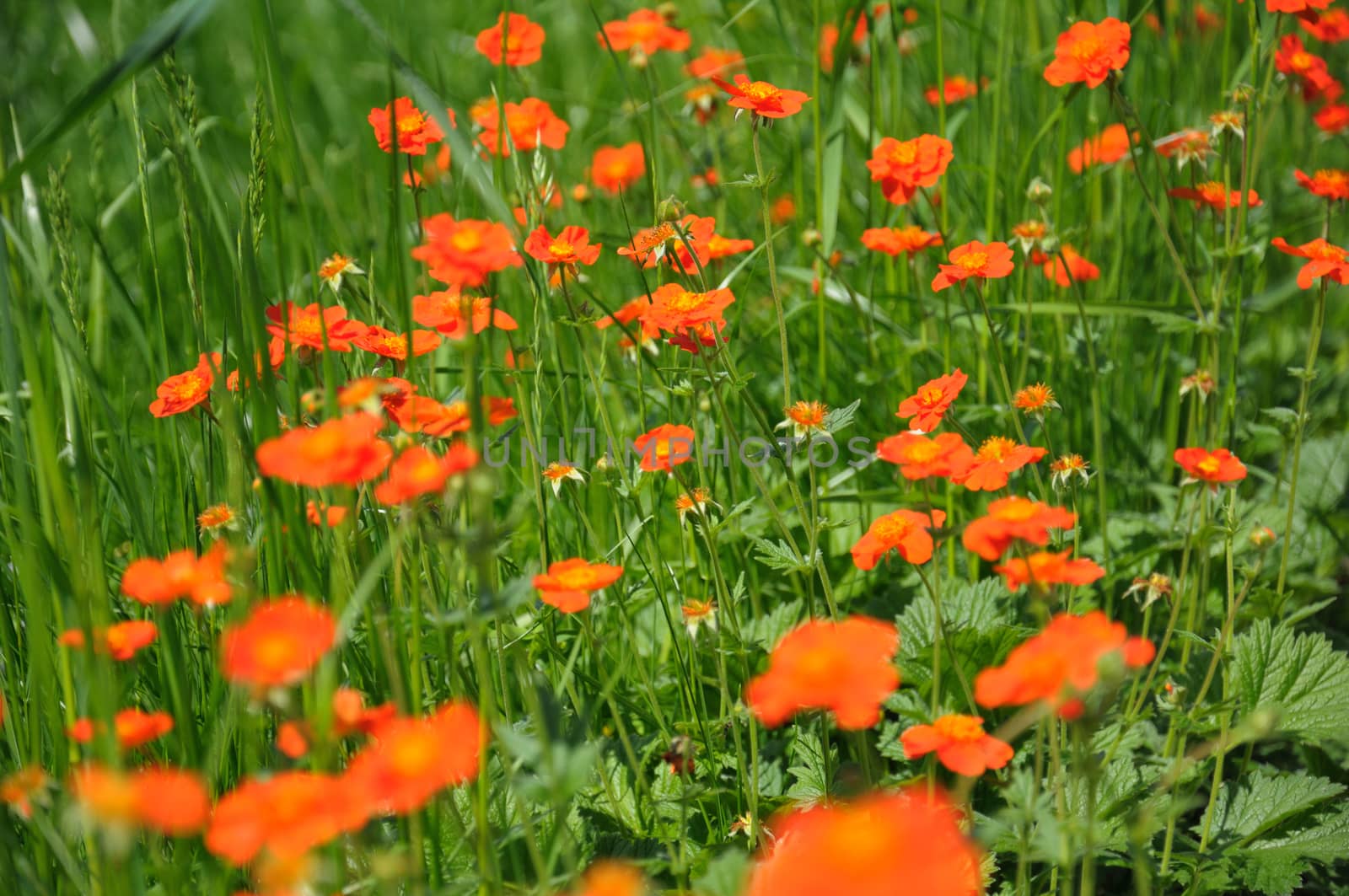 The group of just-revealed red spring flowers in a cottage garden