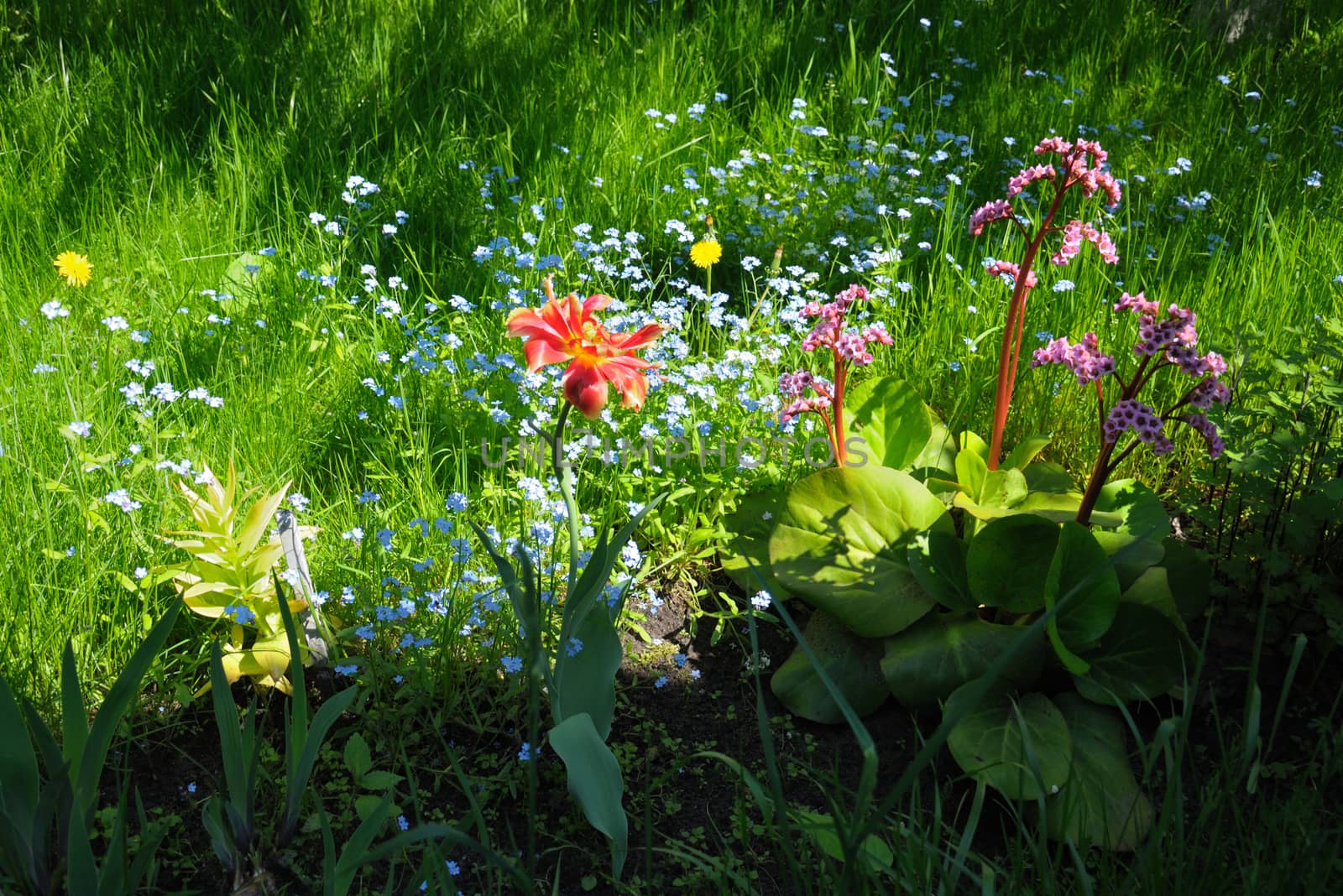 The group of different spring flowers on a green grass background