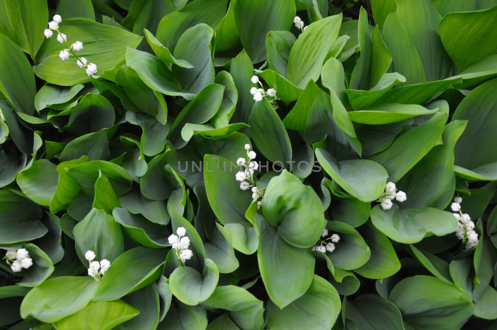 The close up view of the lilly of the valley flowers, surrounded by green leaves