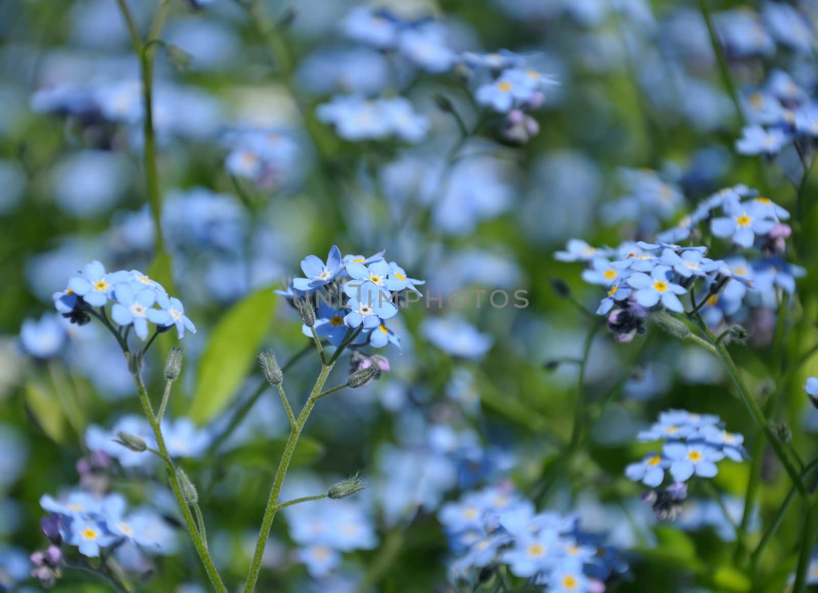 Close up view of small blue spring flowers by nemo269