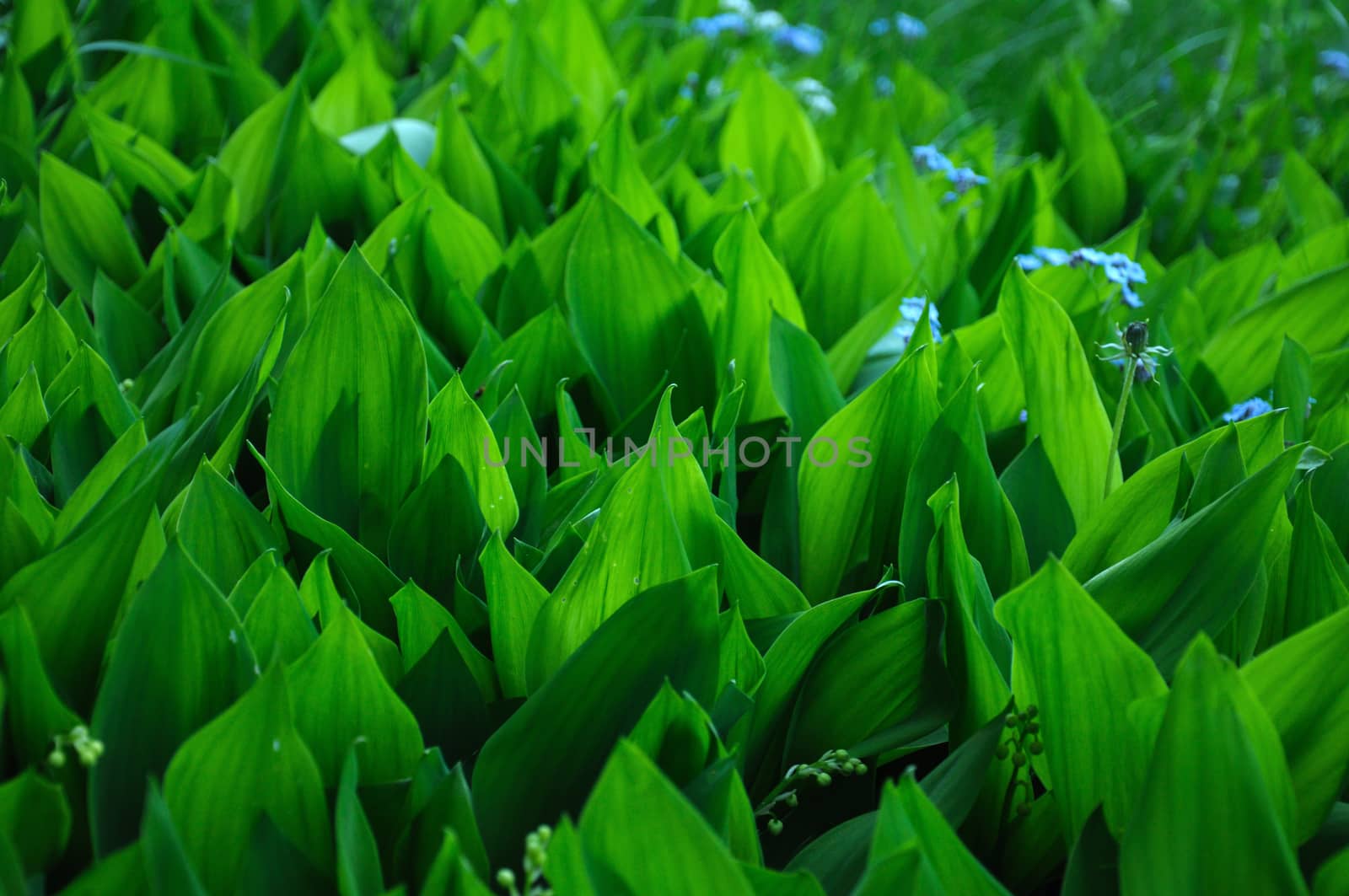 The close-up view of the field with wild lilly of the valley