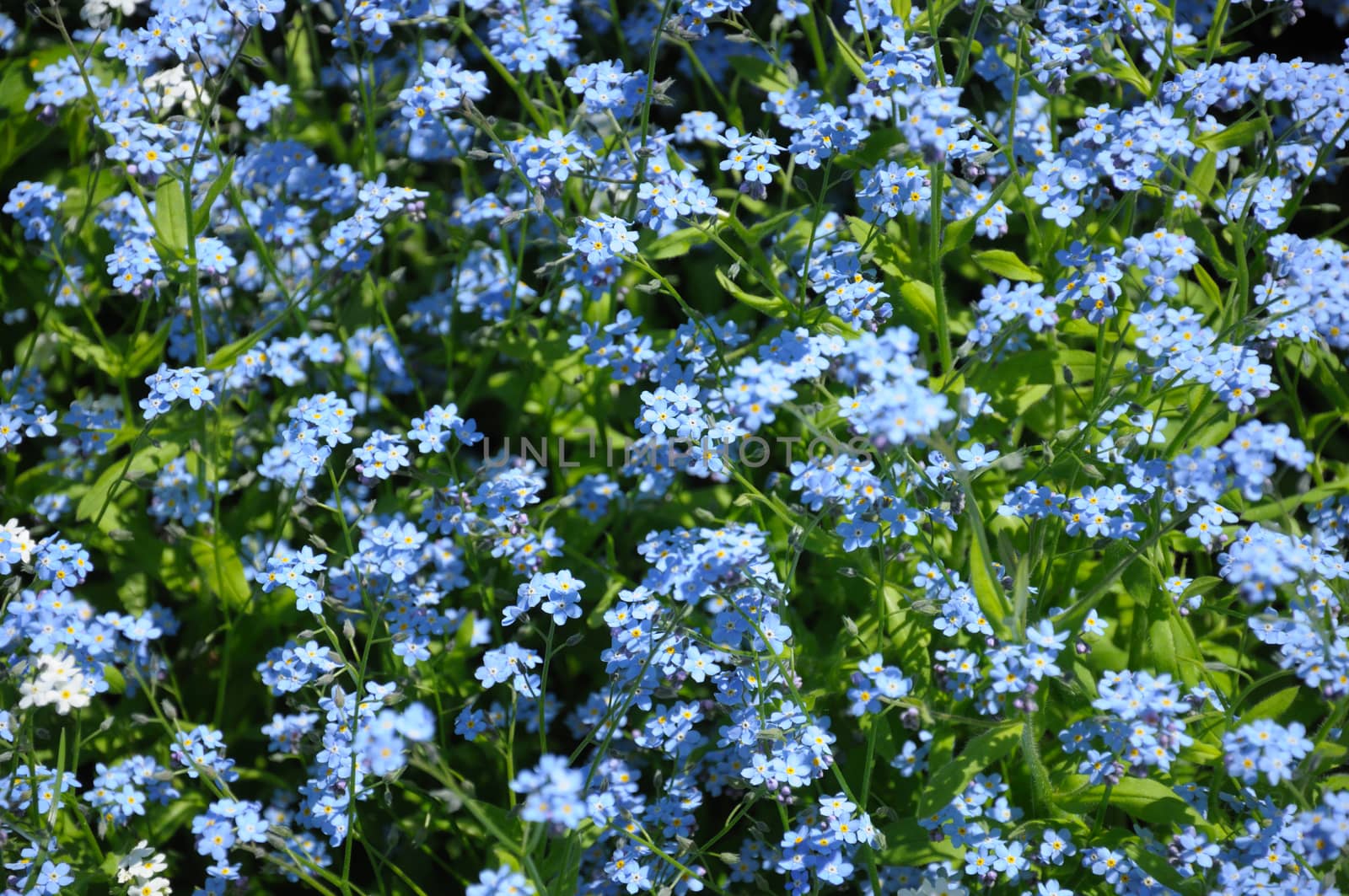 The group of small blue spring flowers on a green grass background