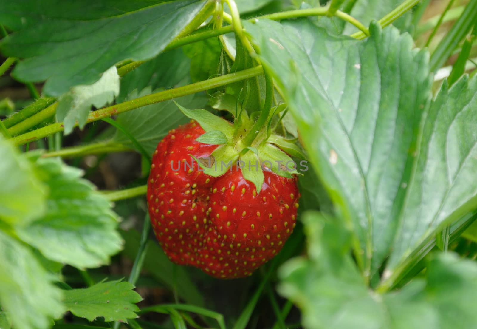 Close-up view of the strawberry and strawberry bush in a natural scene