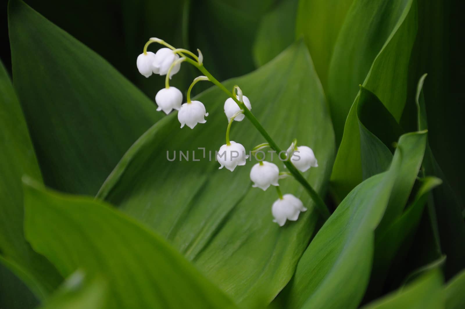 The close up view of the lilly of the valley flowers, surrounded by green leaves