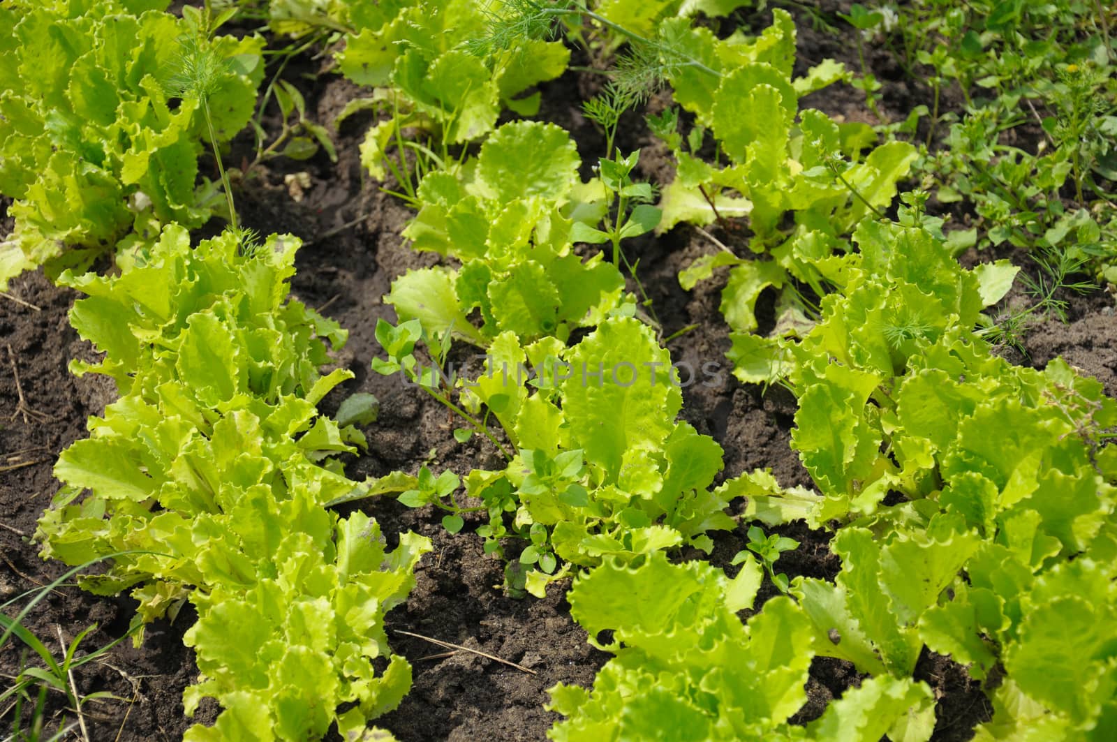 The rows of lettuce planting in a natural scene