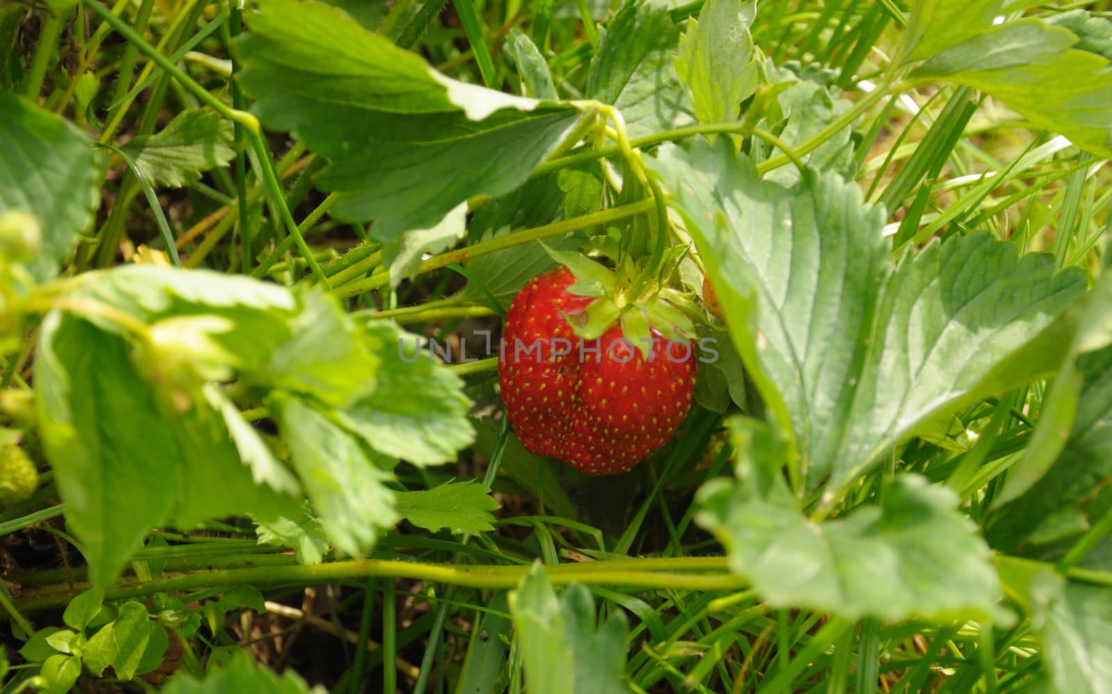 Close-up view ot the single strawberry by nemo269