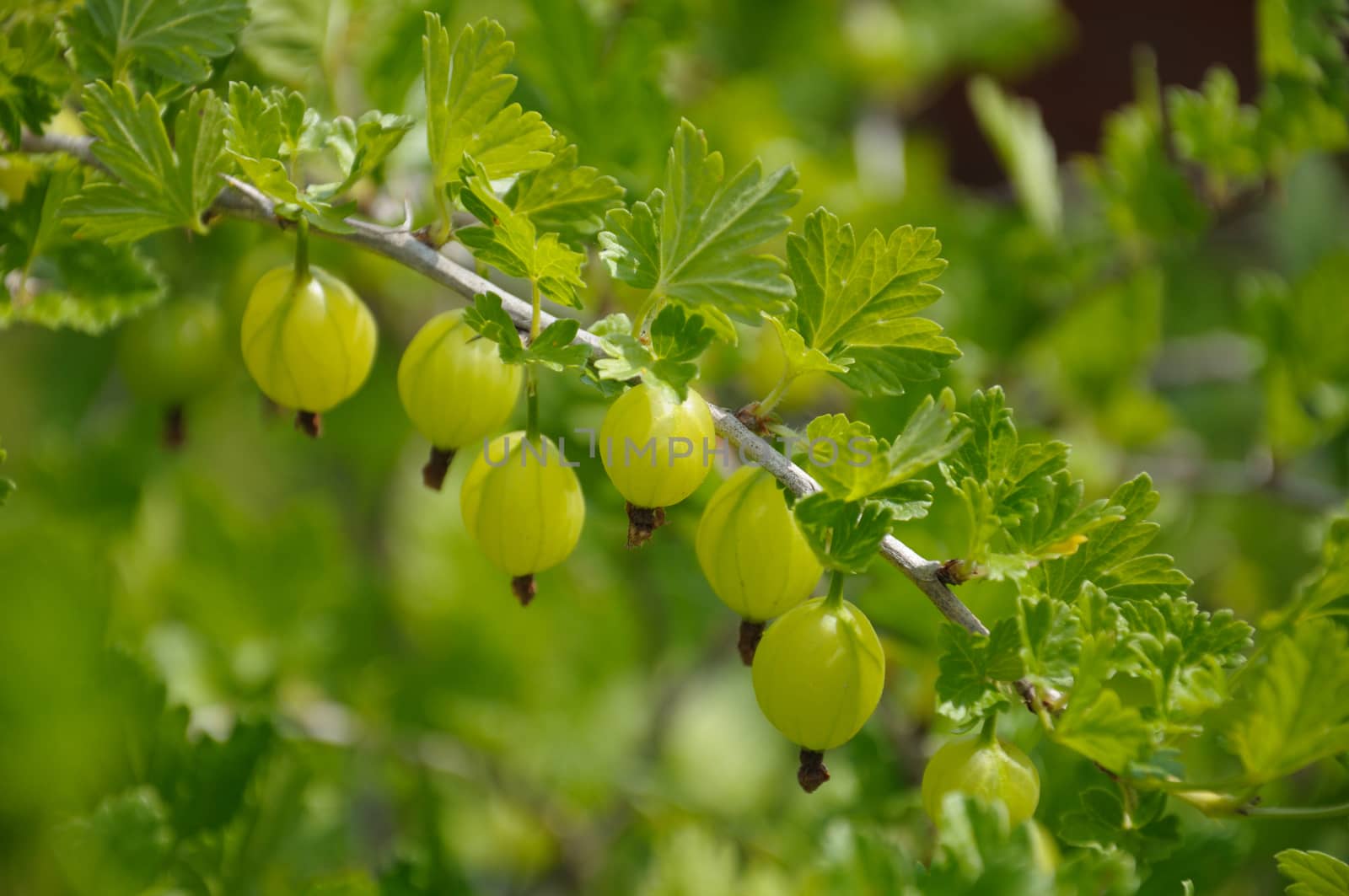 Gooseberry branch with a lot of green gooseberries and leaves, shot in the middle of summer