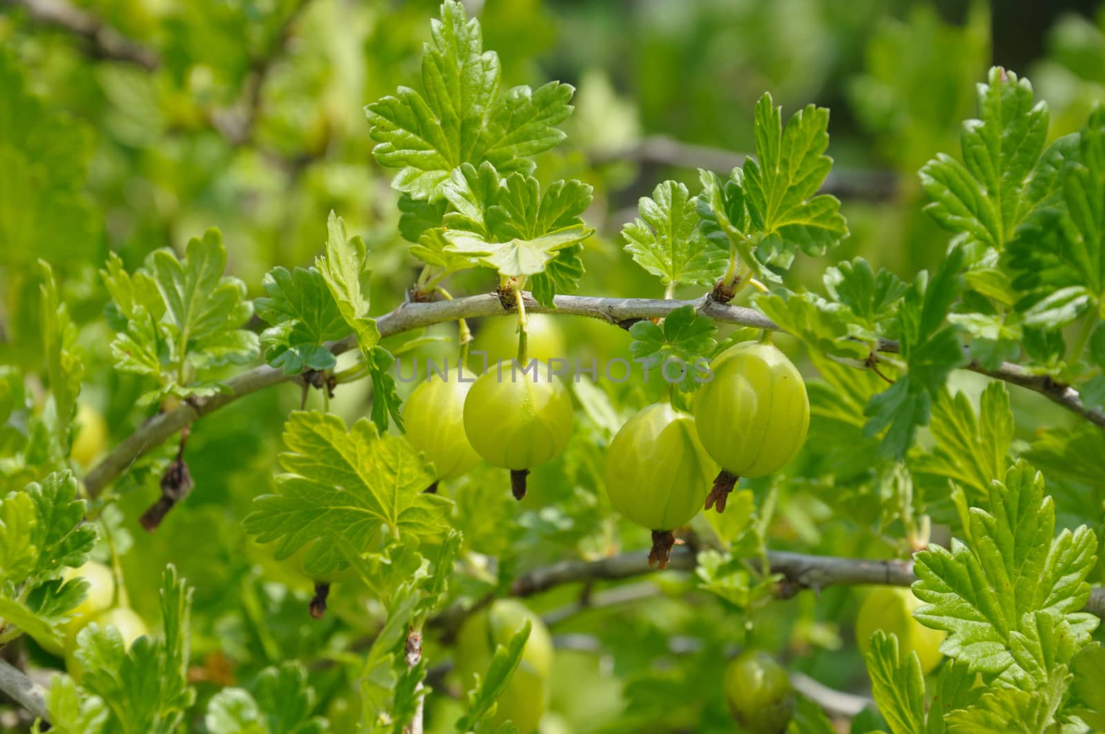 Gooseberry branch with a lot of green gooseberries and leaves by nemo269