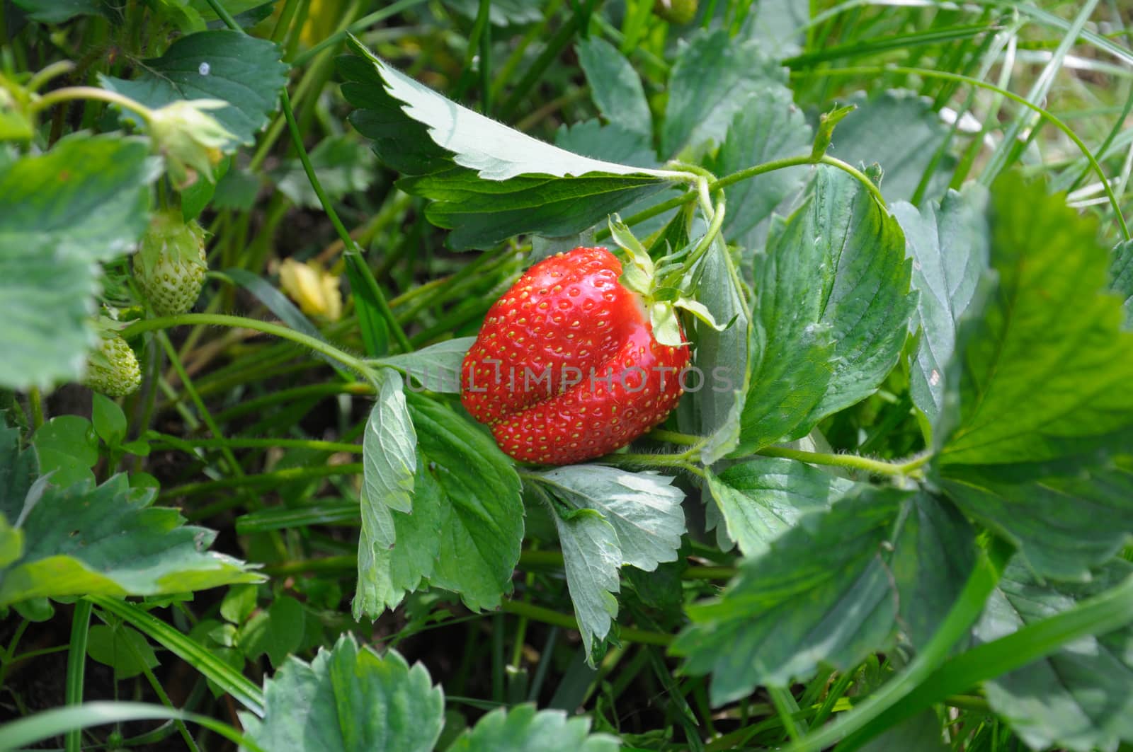 Close-up view of the strawberry and strawberry bush in a natural scene