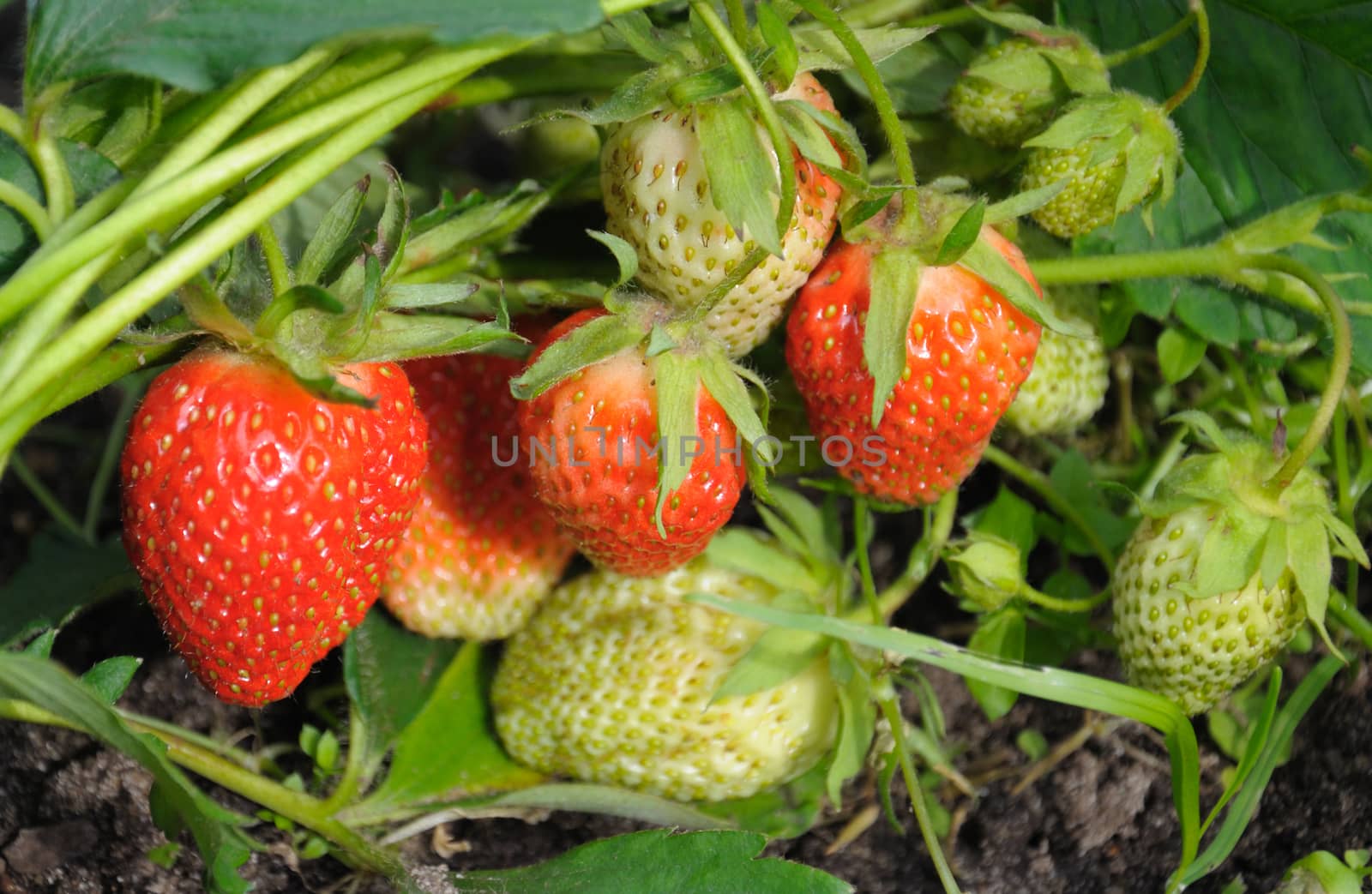 Close-up view of the group of strawberries in a natural scene