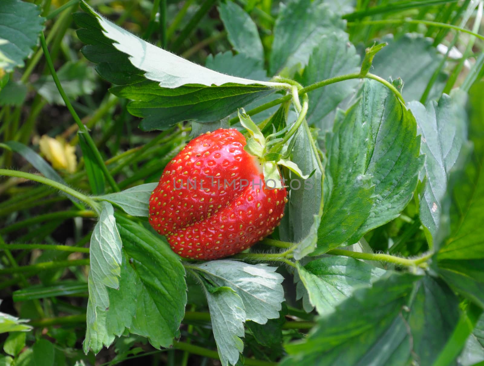 Close-up view of the strawberry on the bush in a natural scene